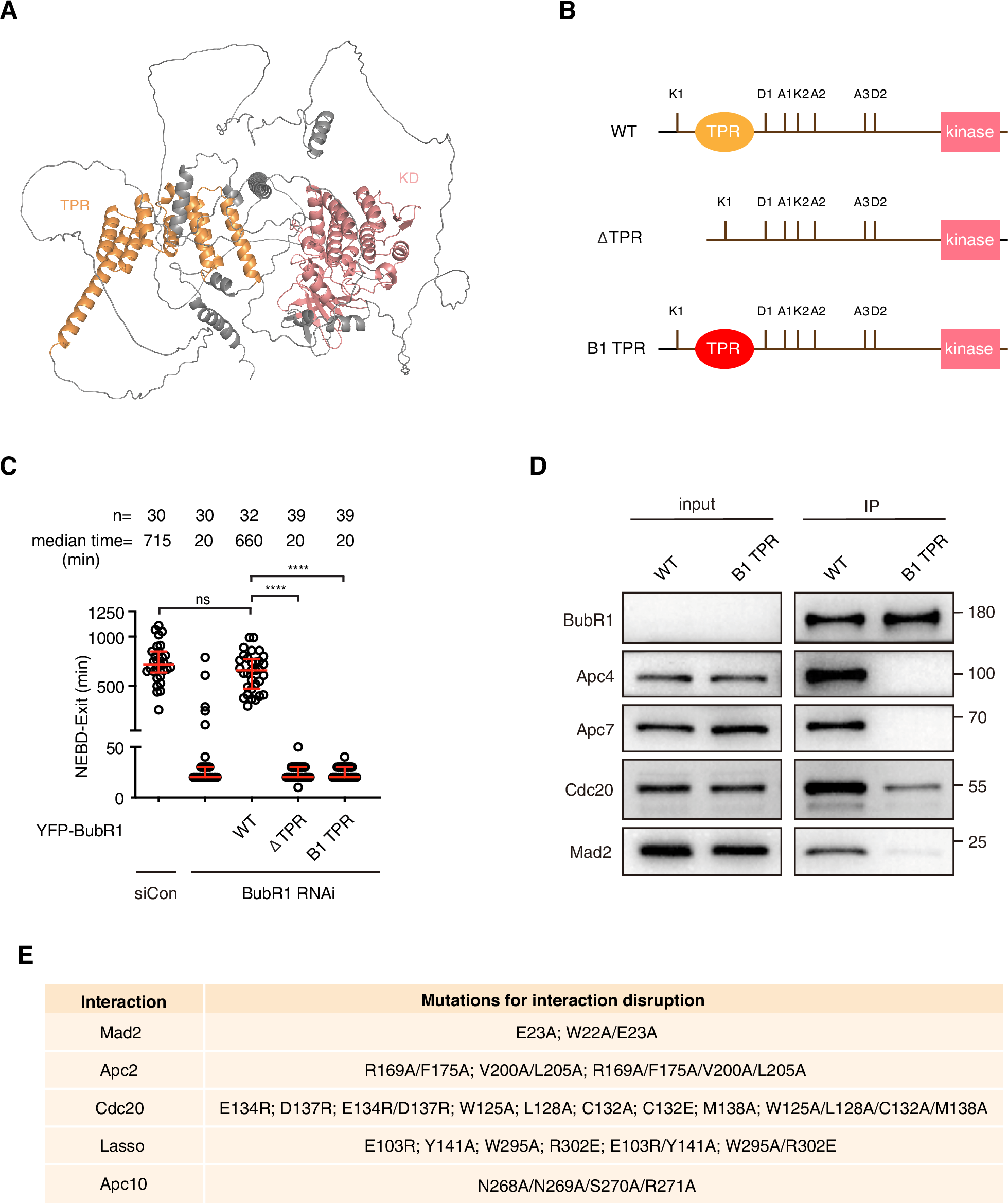 BubR1 TPR domain supports the mitotic checkpoint by promoting MCC formation and MCC-APC/C interaction