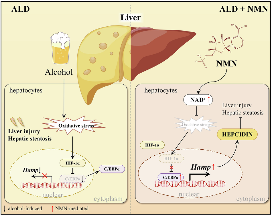 https www.prohealth.com library supplement_types_products glutathione Hepatic Hamp restoration contributes to nicotinamide mononucleotide (NMN)-alleviated hepatic steatosis in chronic alcohol-fed mice 60 Capsules does ghk cu burn SIZE:40ml