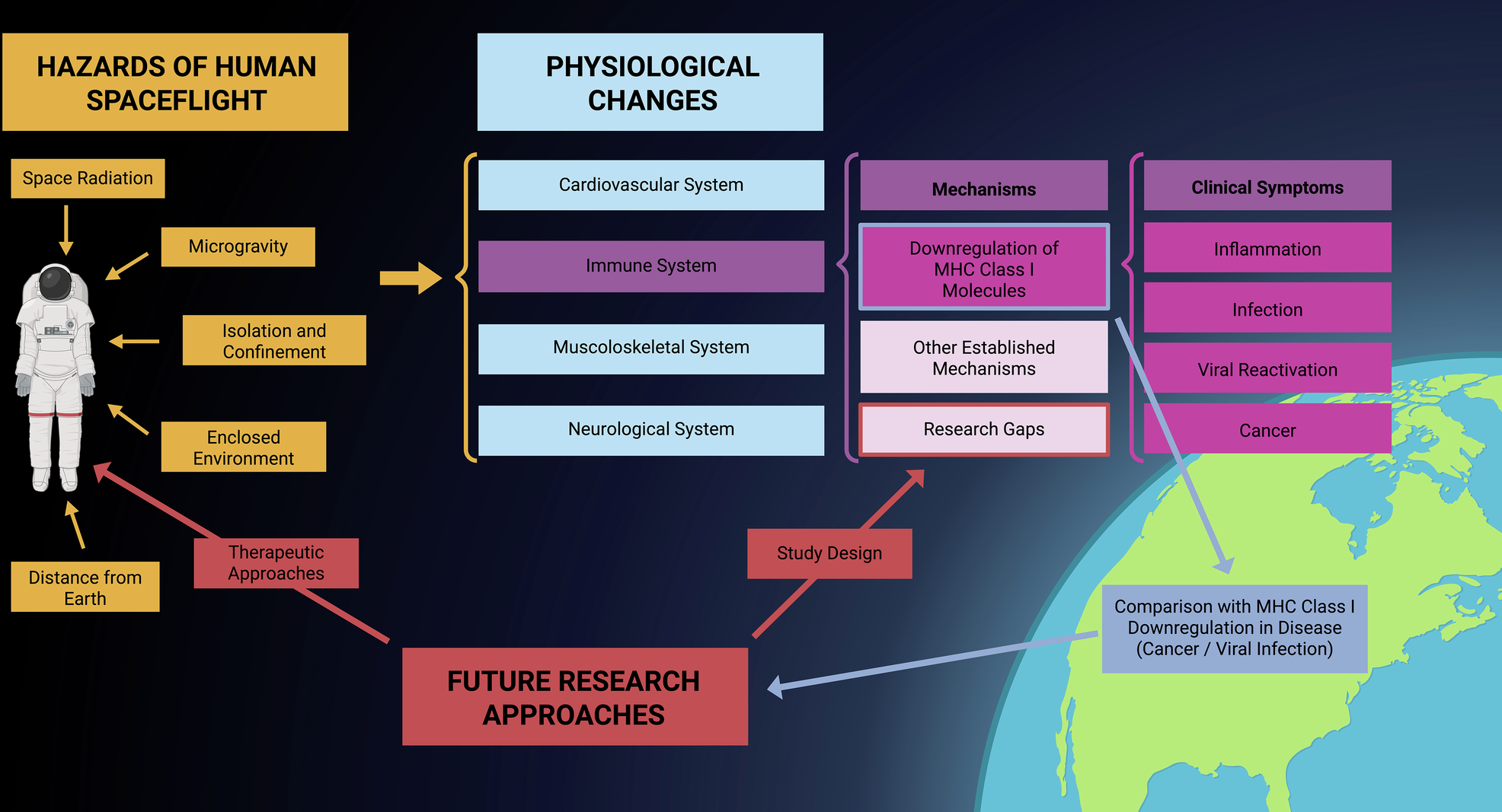 Long-term major histocompatibility complex class I suppression in astronauts and clinical implications