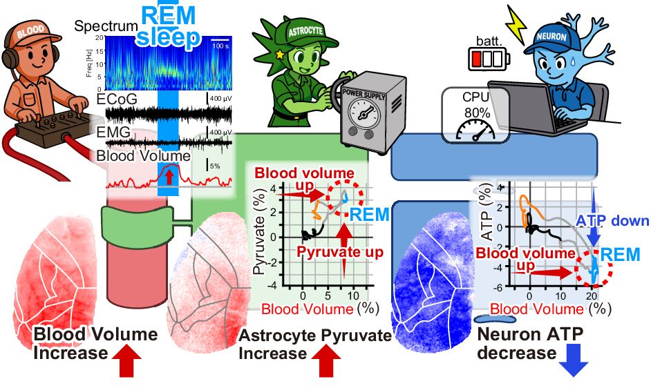 Photograph accompanying Tohoku imaging shows mouse neurons losing ATP in REM sleep as blood volume climbs