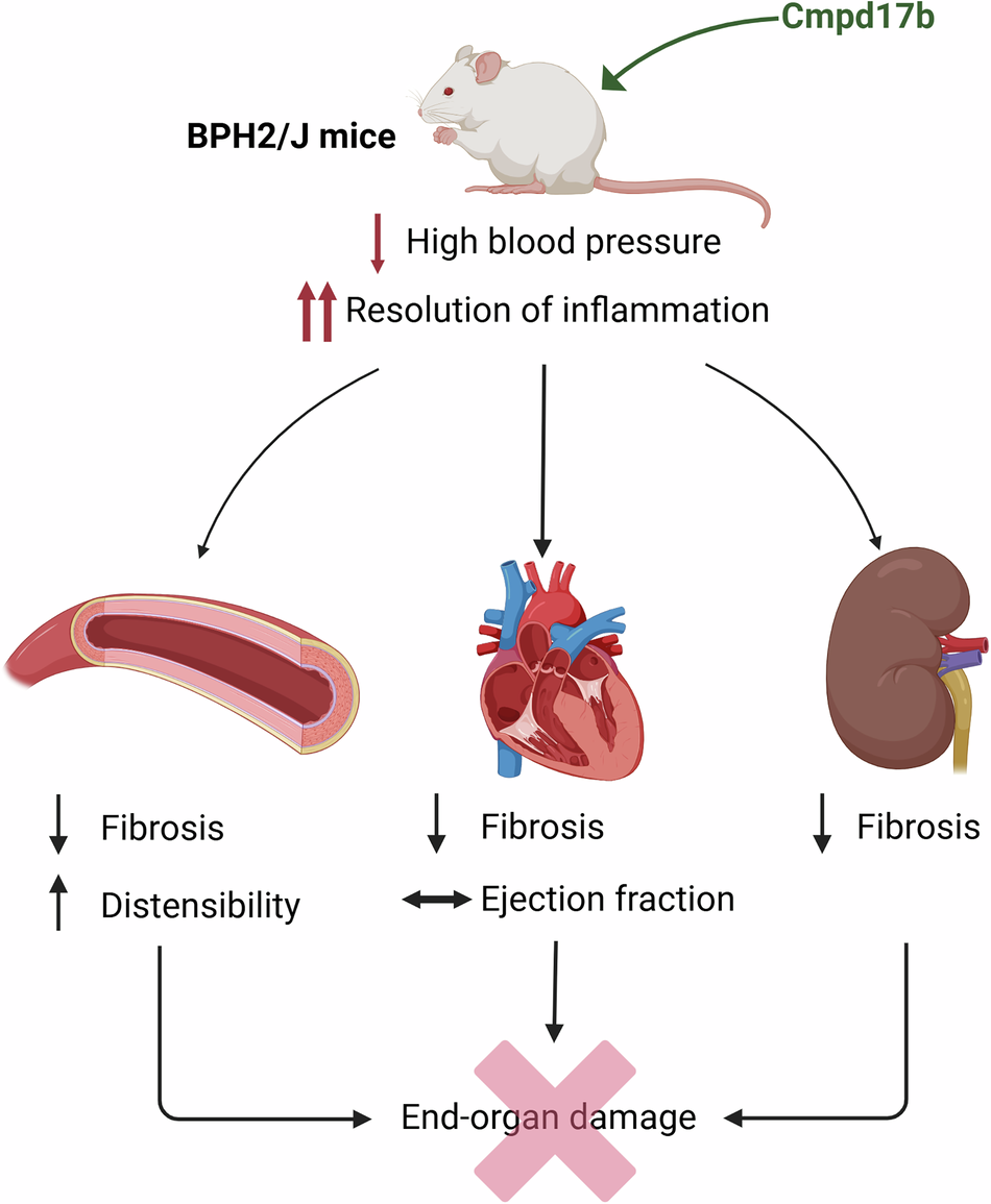 Formylpeptide receptor activation attenuates renovascular remodeling in neurogenic hypertension