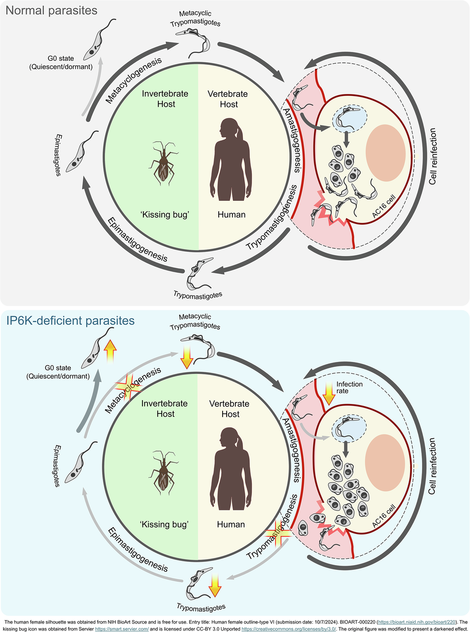 Reduced IP6K levels impair life-cycle transitions and intracellular development of Trypanosoma cruzi within human cardiomyocytes Reduced IP6K levels impair life-cycle transitions and intracellular development of Trypanosoma cruzi within human cardiomyocytes