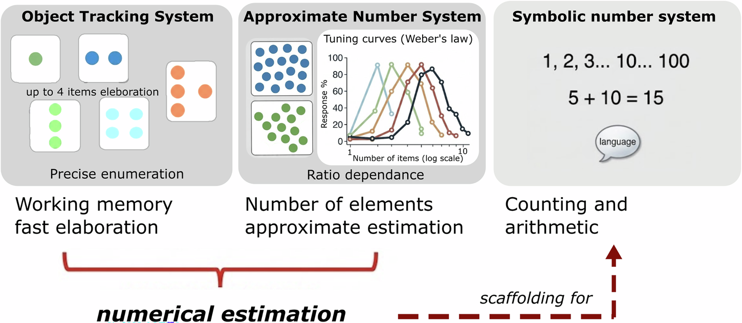 Towards a unified biology of vertebrate number sense
