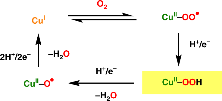 Reactivity of Dioxygen−Copper Systems