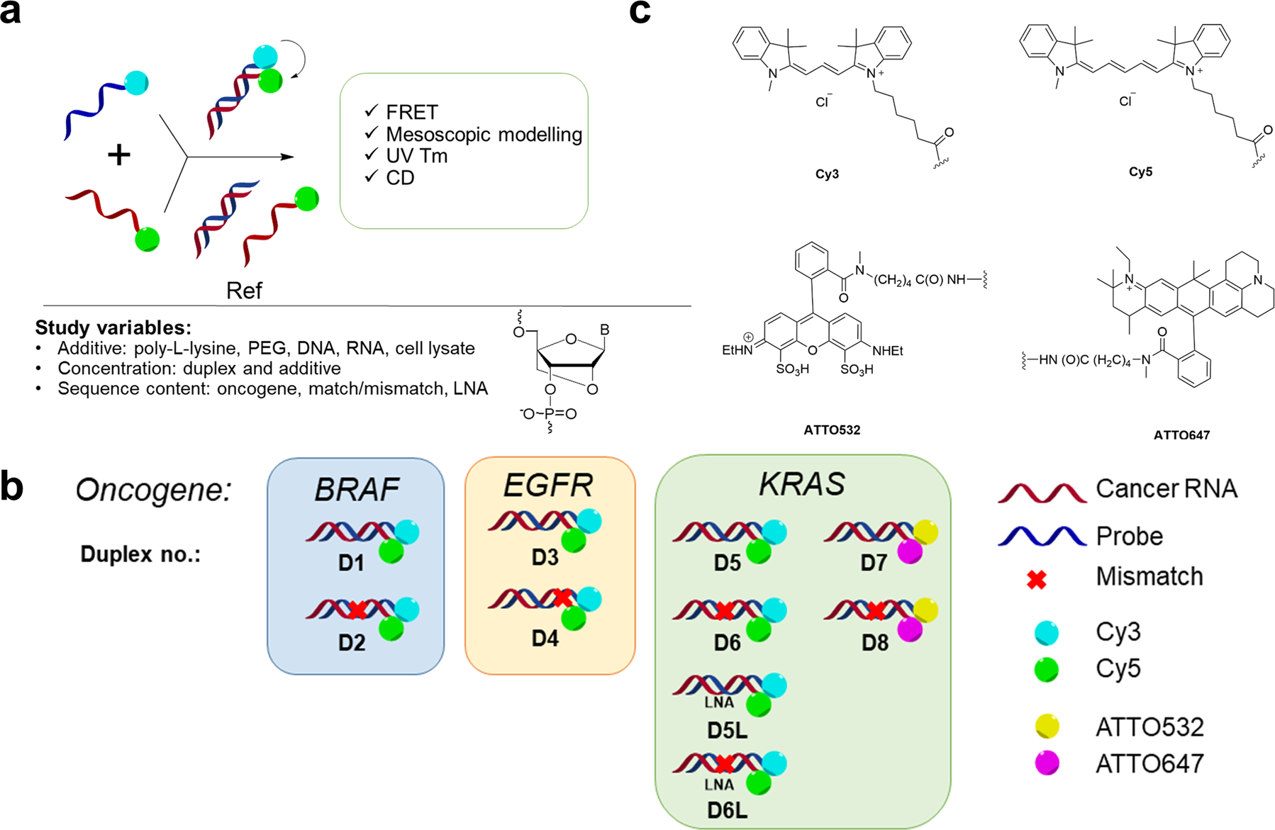 Optical and theoretical study of strand recognition by nucleic acid probes  | Communications Chemistry
