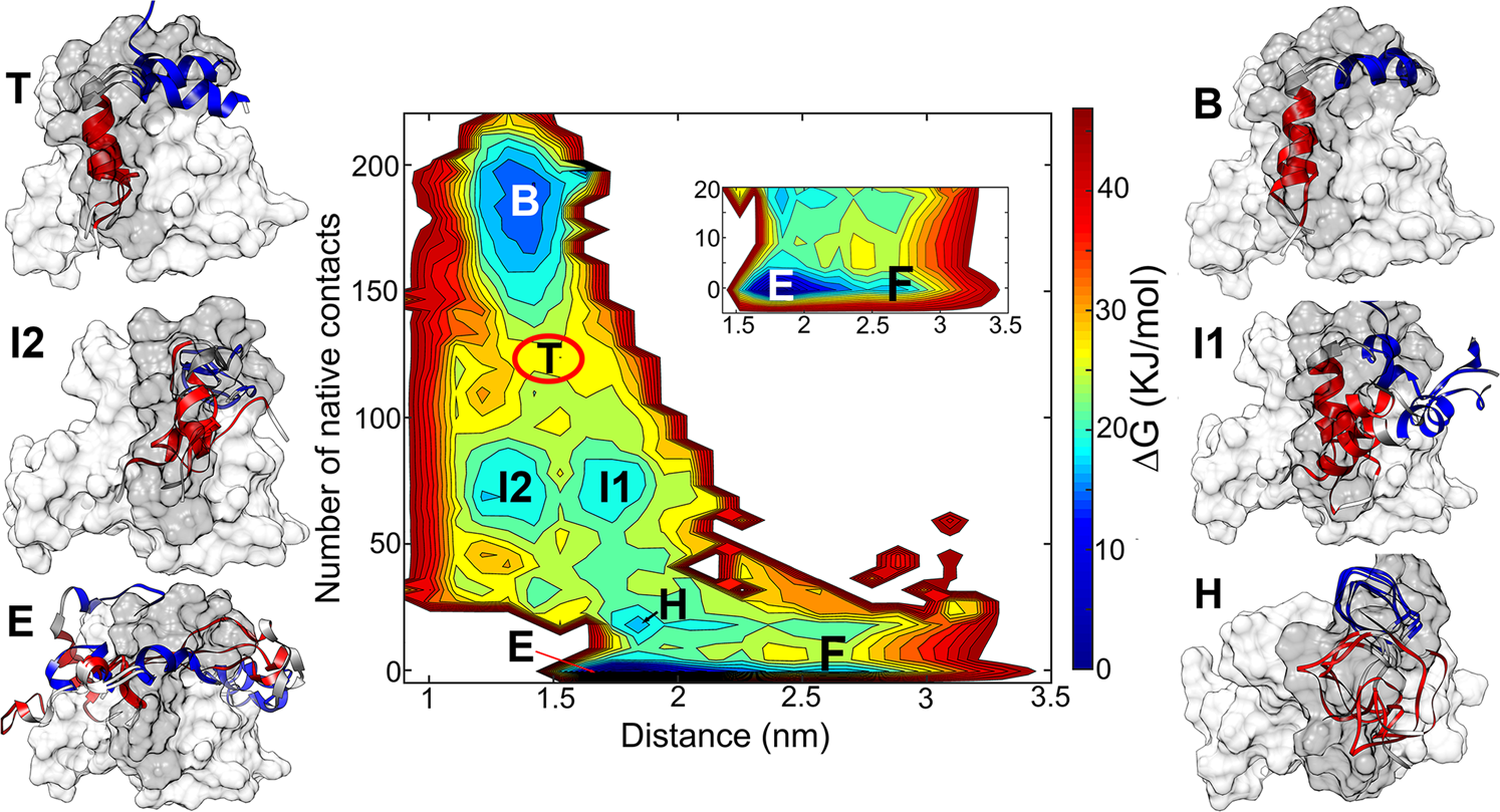 Fig. 2: Free energy landscape (FEL) of pKID and KIX binding process.