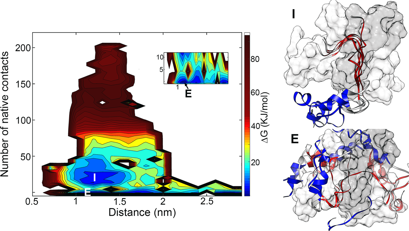 Fig. 4: Free energy landscape (FEL) of KID and KIX binding process.
