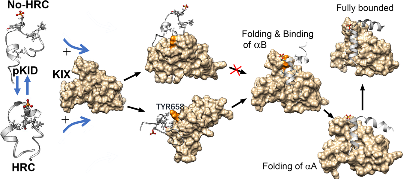 Fig. 7: The model of coupled folding and binding process of pKID and KIX.