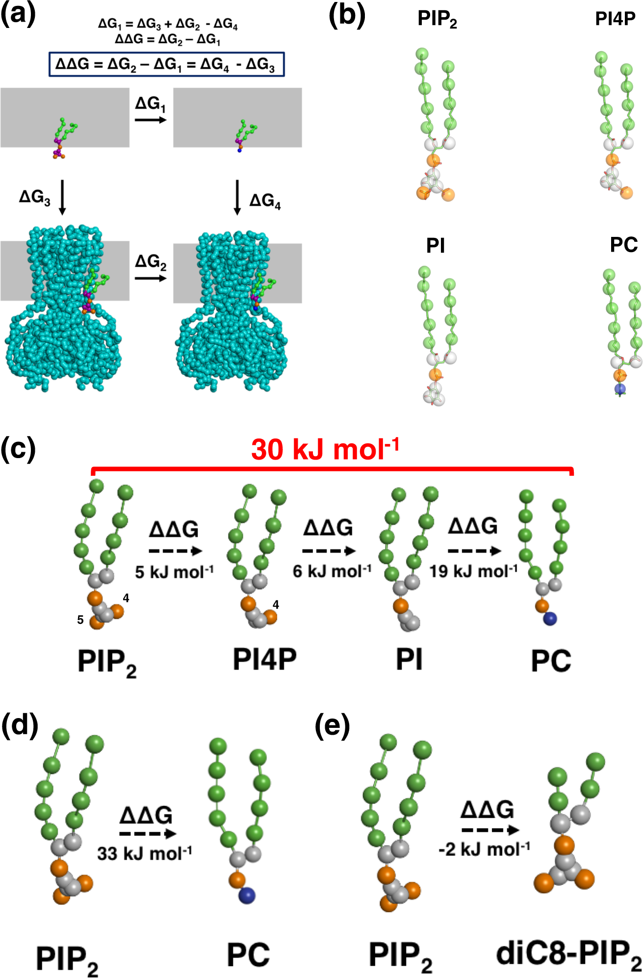 Fig. 2: The free energy calculation of an individual phosphate group and fatty acid chains on a hKir6.2 tetramer.