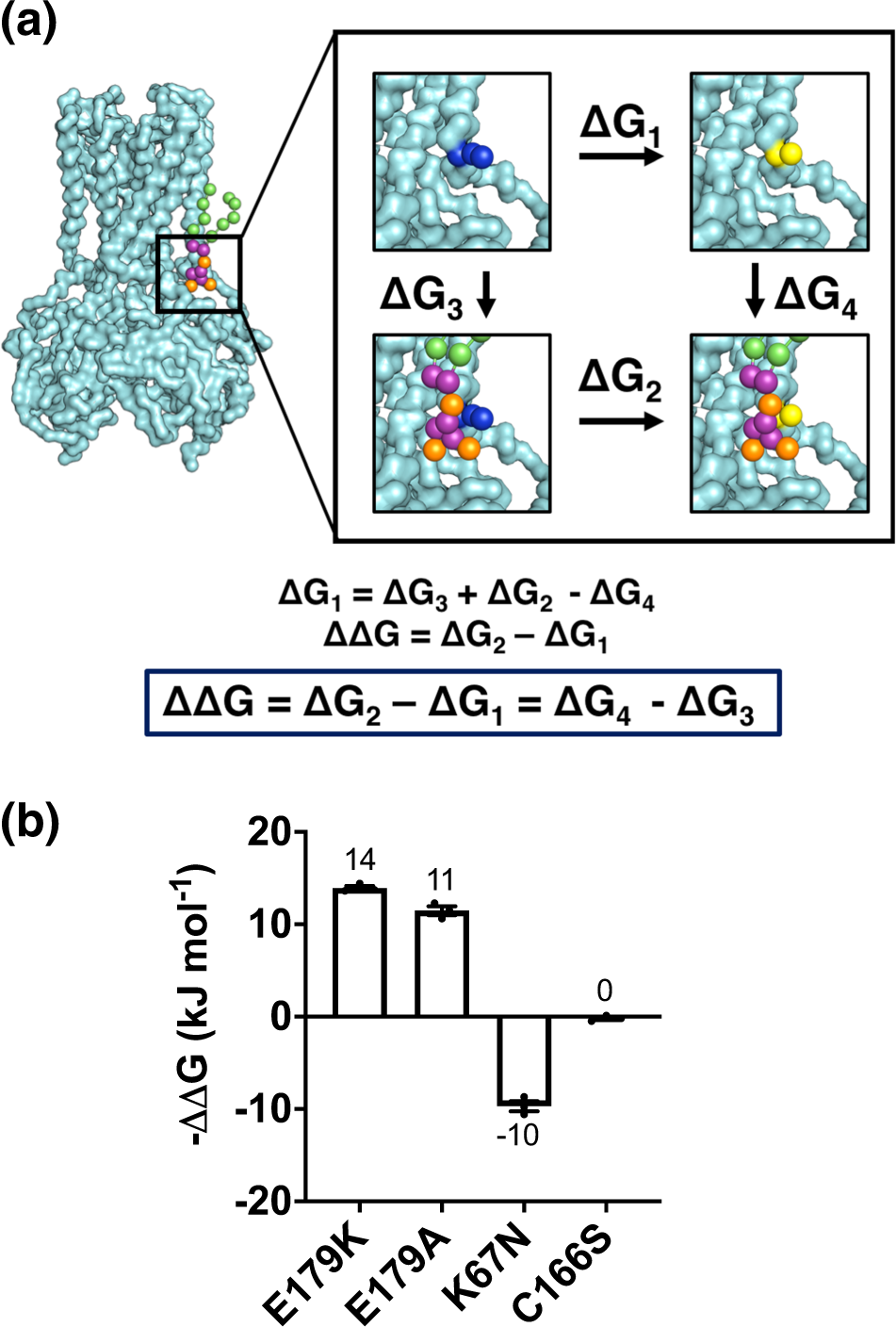 Fig. 3: Free energy calculations using disease-associated Kir6.2 mutations.