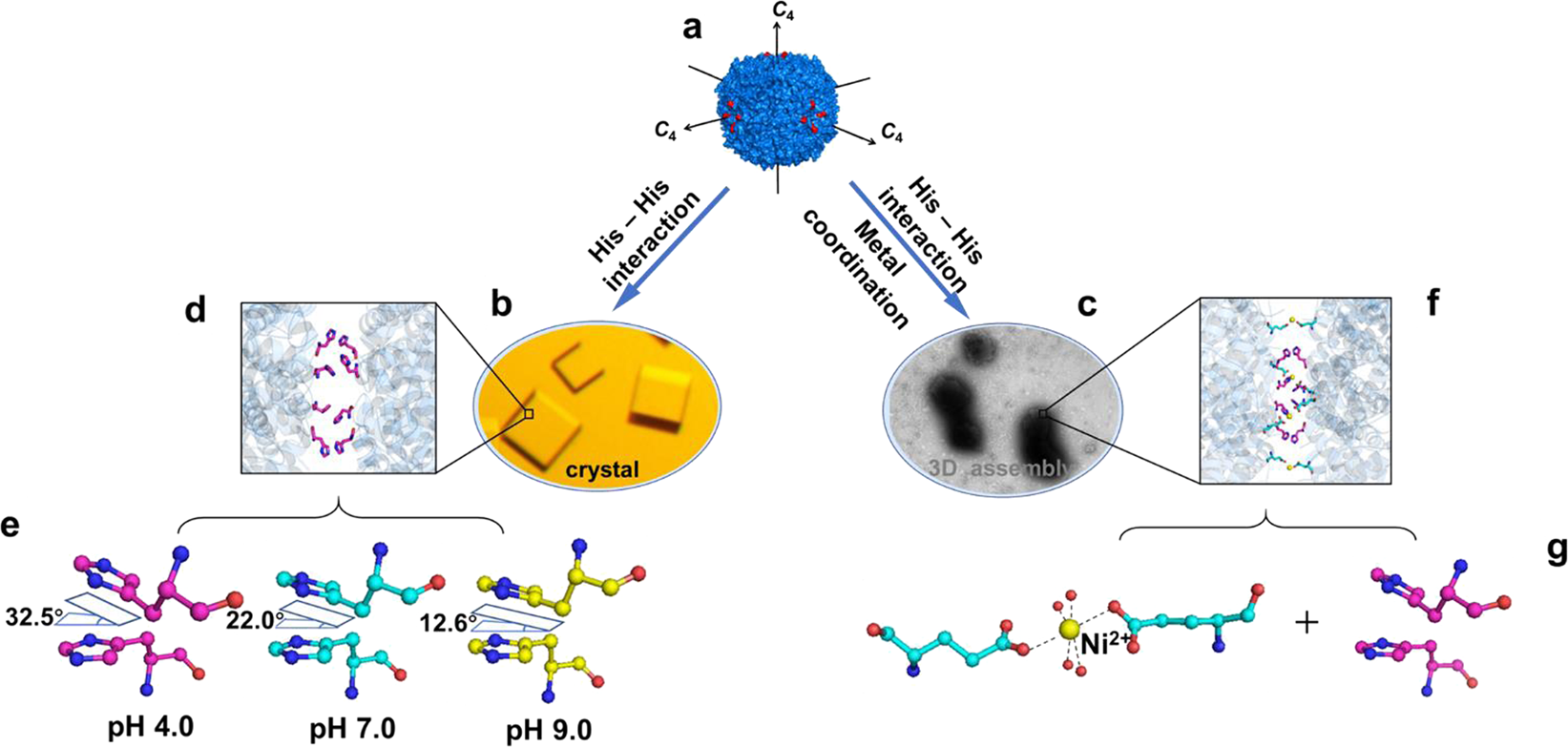 Fig. 1: Proposed model of His-induced 3D protein crystals and 3D solid arrays in solution by combining His-His interactions and metal coordination.