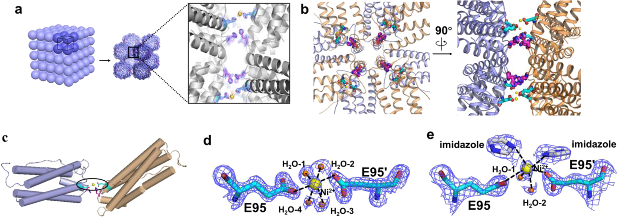 Fig. 5: The crystal structure of 3D protein nanocage arrays.