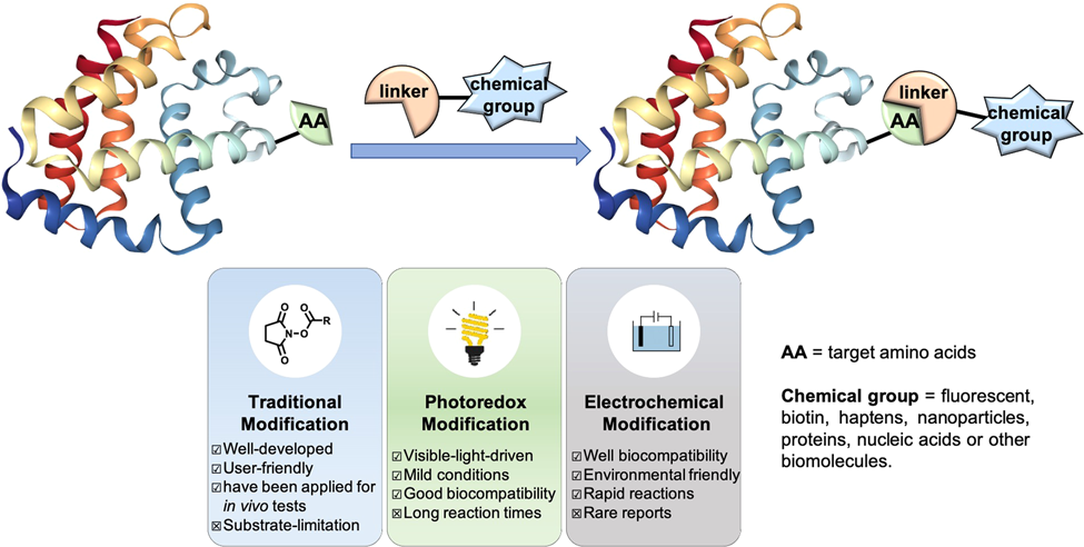Fig. 1: Recent bioconjugation strategies.