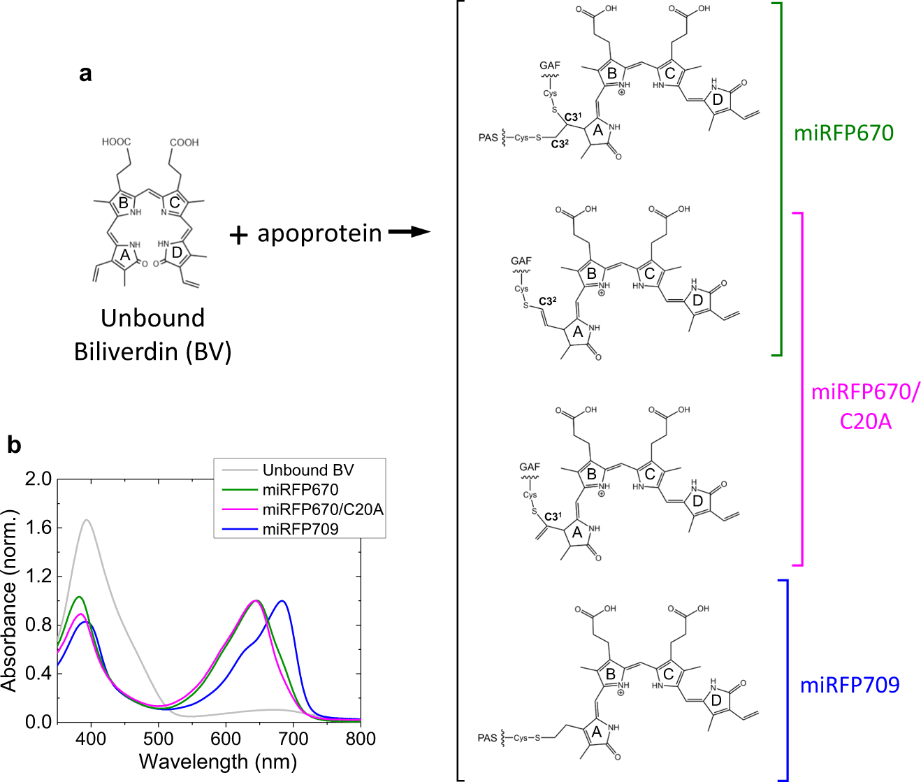Fig. 1: Biliverdin binding to miRFPs and absorption spectra.