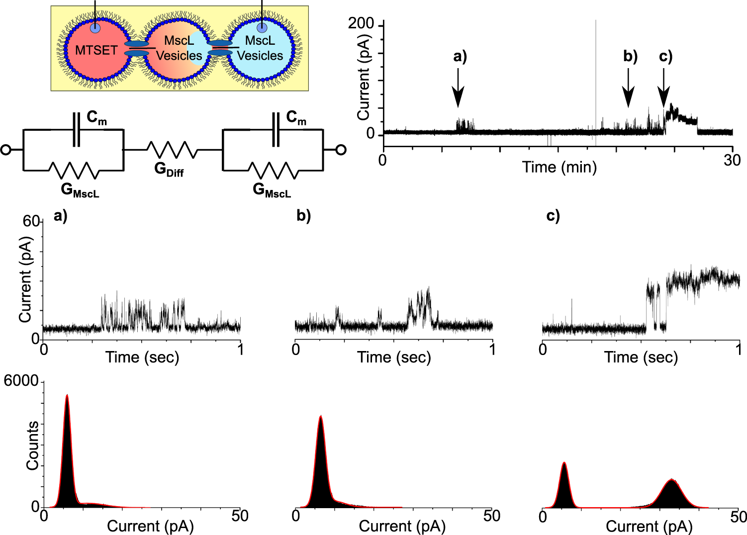 Fig. 5: MscL-mediated bilayer communication in DIB networks.