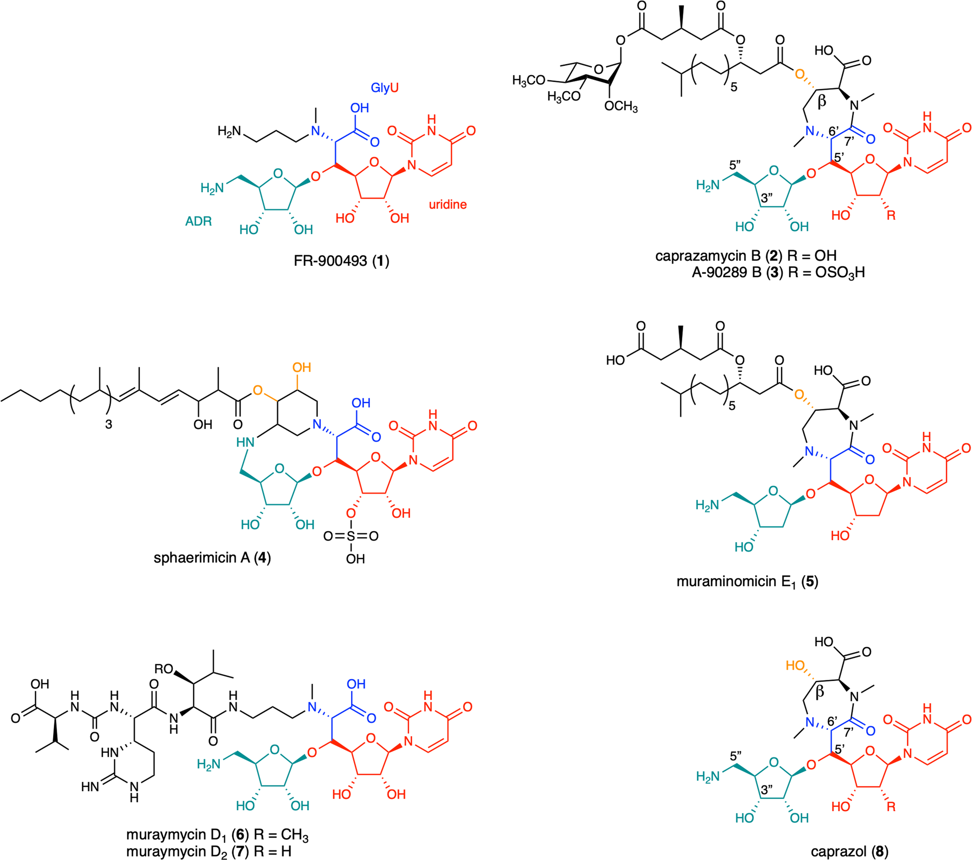 β-Hydroxylation of α-amino-β-hydroxylbutanoyl-glycyluridine catalyzed by a  nonheme hydroxylase ensures the maturation of caprazamycin | Communications  Chemistry