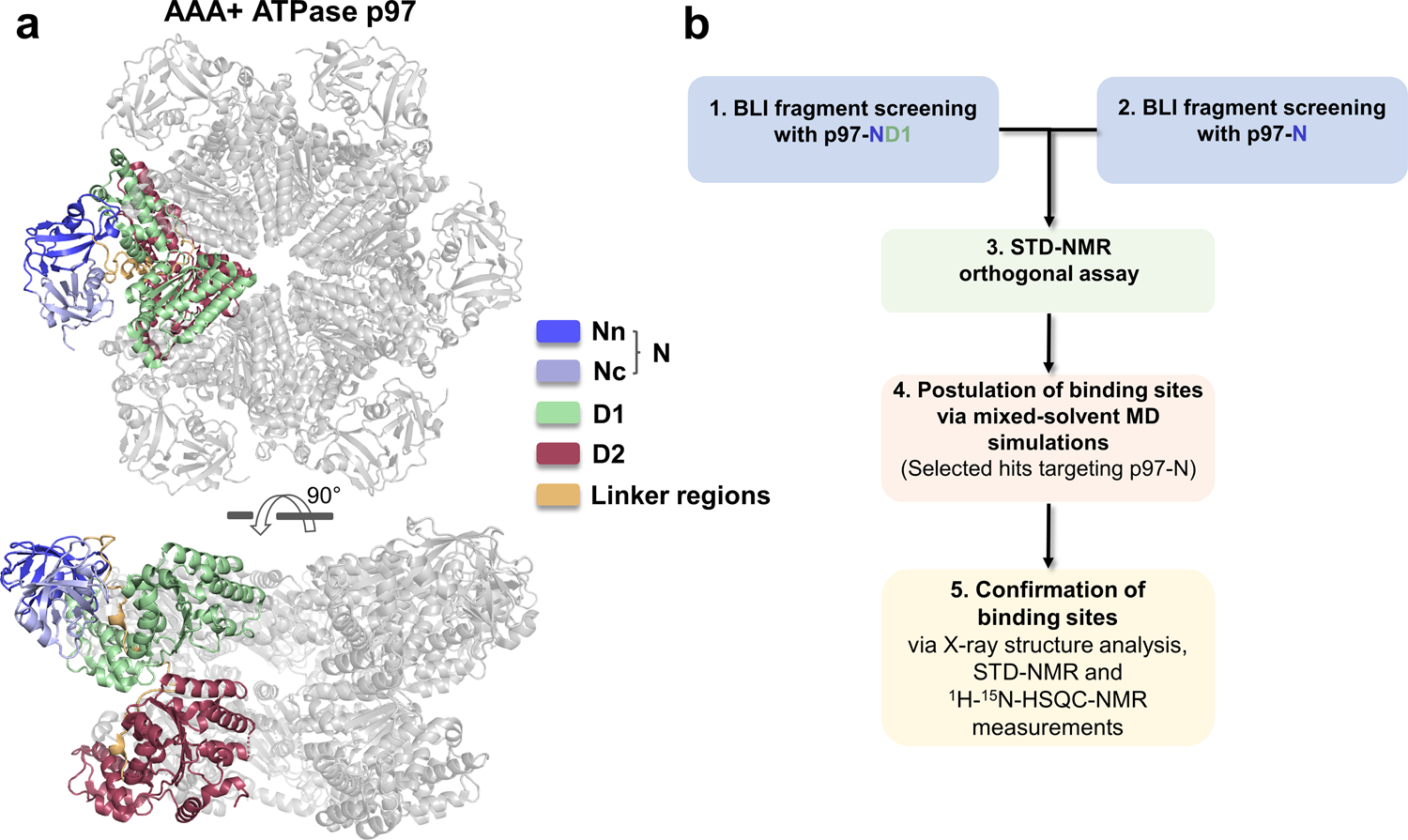 Fragment screening using biolayer interferometry reveals ligands targeting  the SHP-motif binding site of the AAA+ ATPase p97 | Communications Chemistry