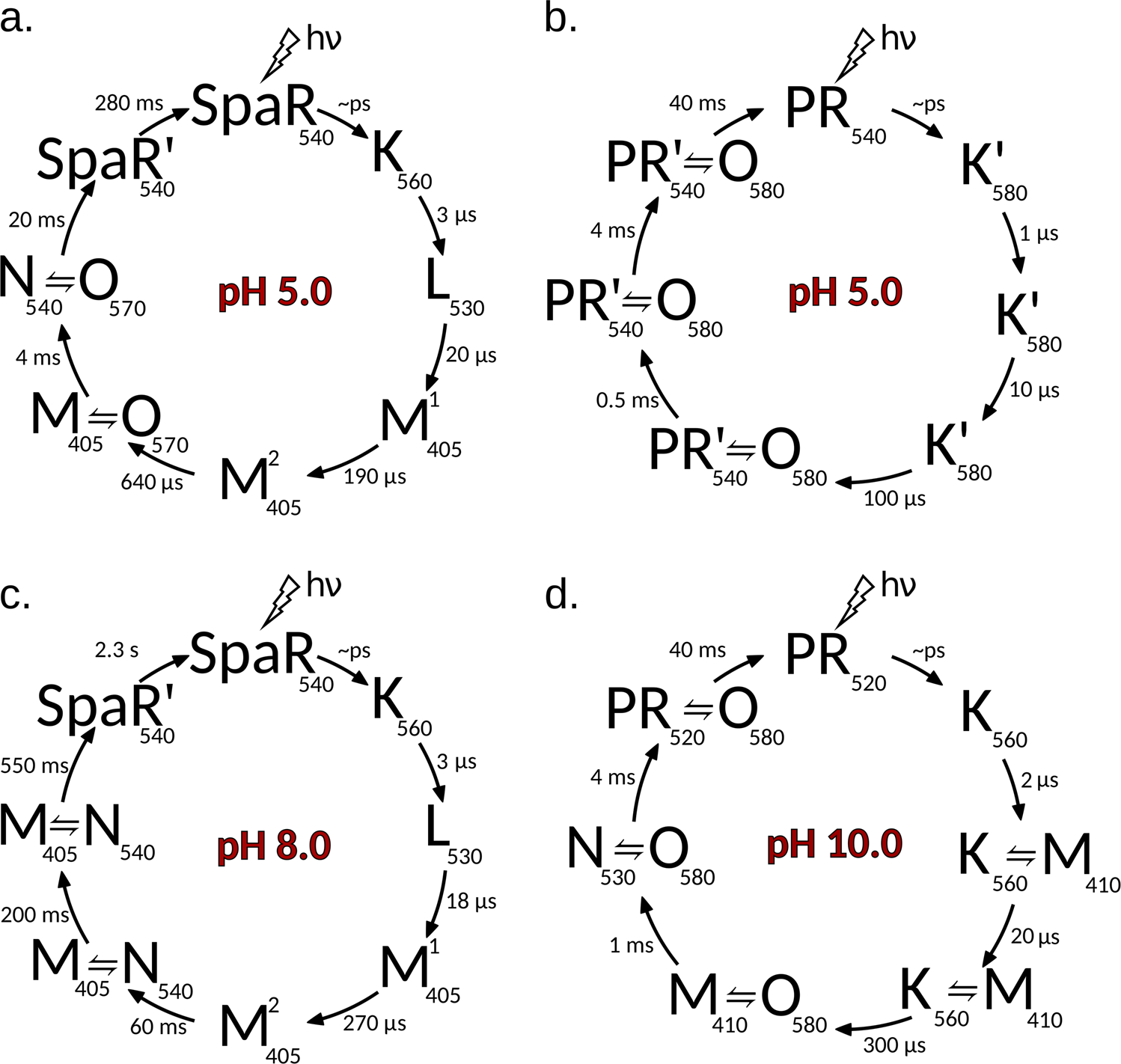 Fig. 2: Photocycles of solubilized rhodopsins at acidic and alkaline pH.
