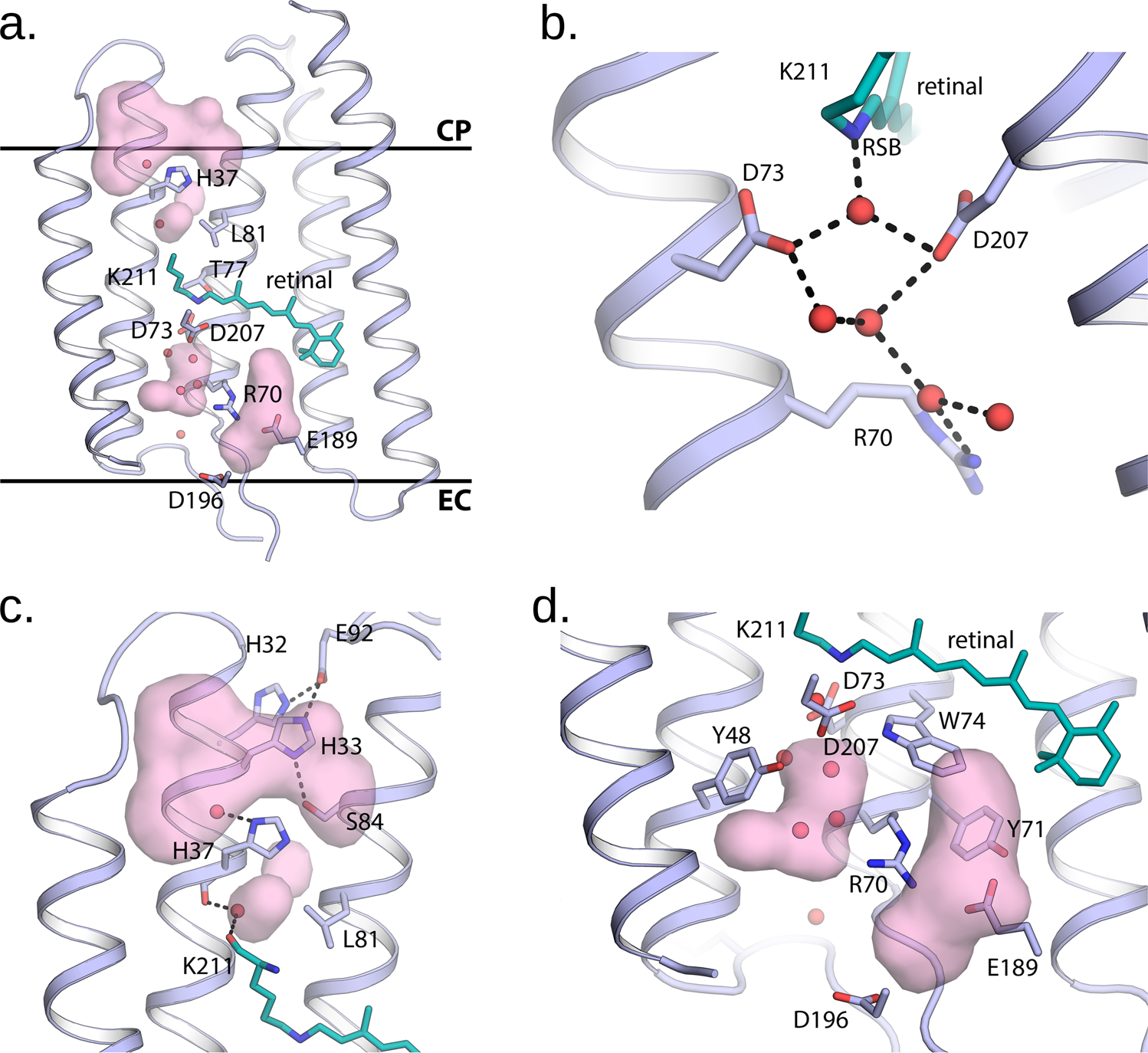 Fig. 4: Crystal structure of SpaR.