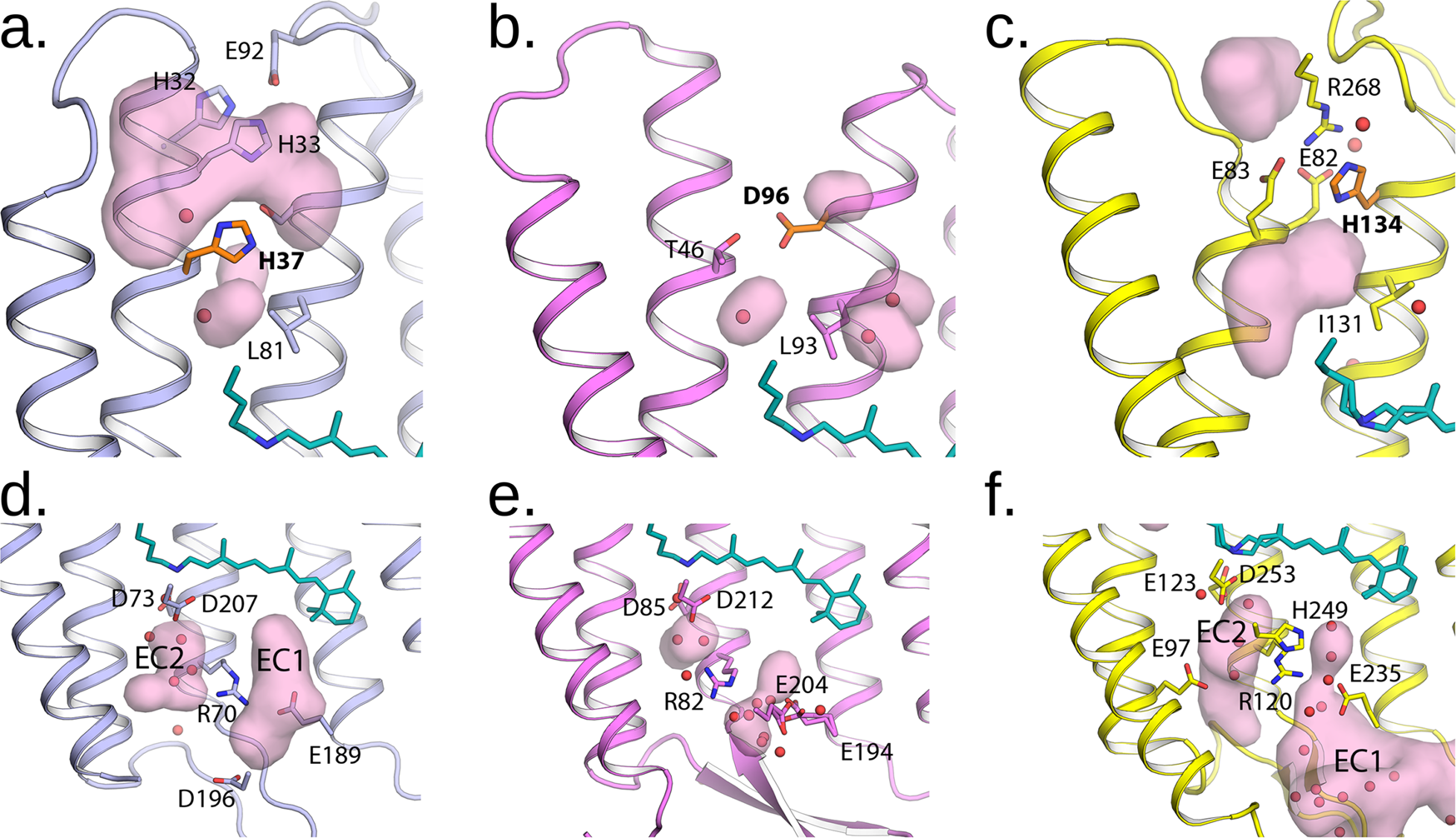Fig. 5: Detailed view of the cytoplasmic and extracellular parts of the rhodopsins.