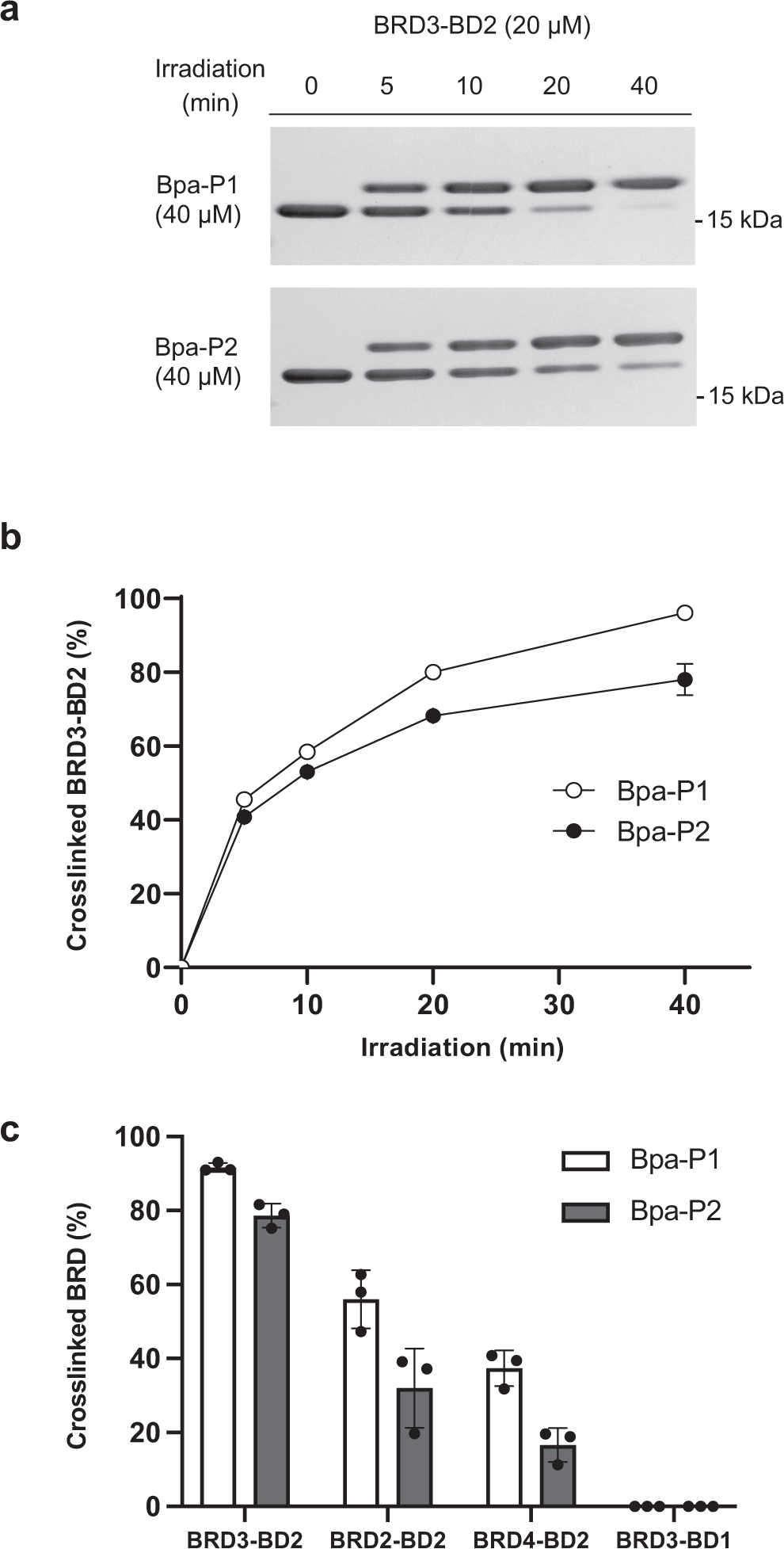 Fig. 3: Photocrosslinking of BRDs with pBpa-containing ligands.
