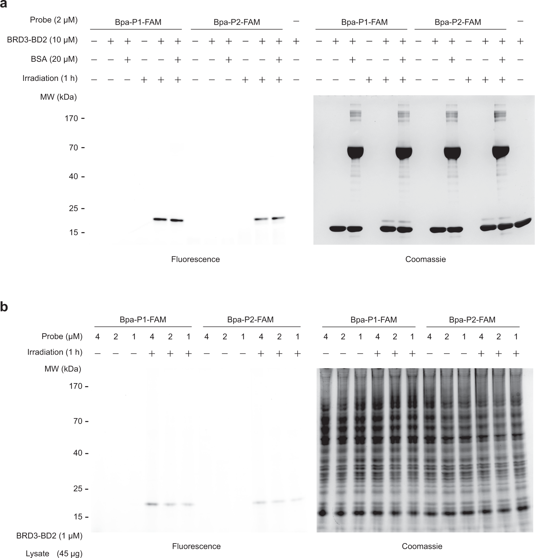 Fig. 4: FAM cyclic peptides selectively label BRD3-BD2 in complex mixtures.