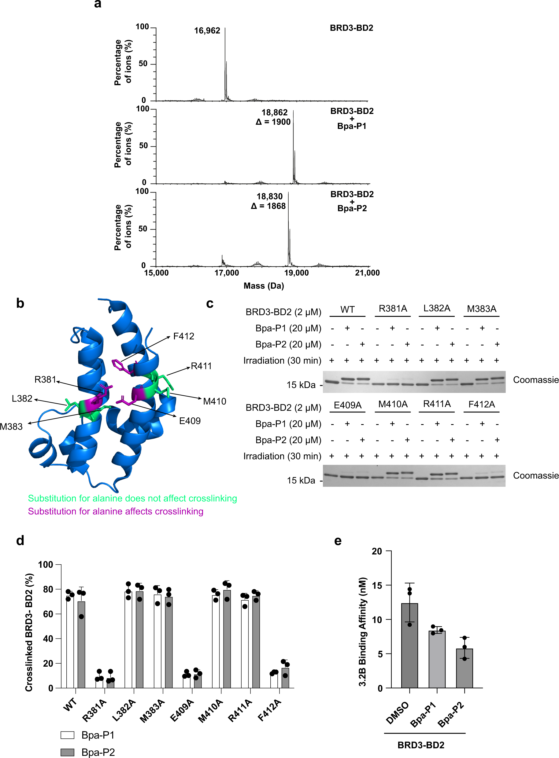 Fig. 5: Identification of photocrosslinking site.