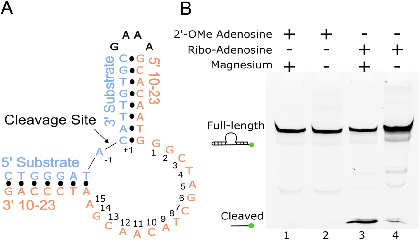 Fig. 1: 10-23 DNAzyme crystallization construct and activity.