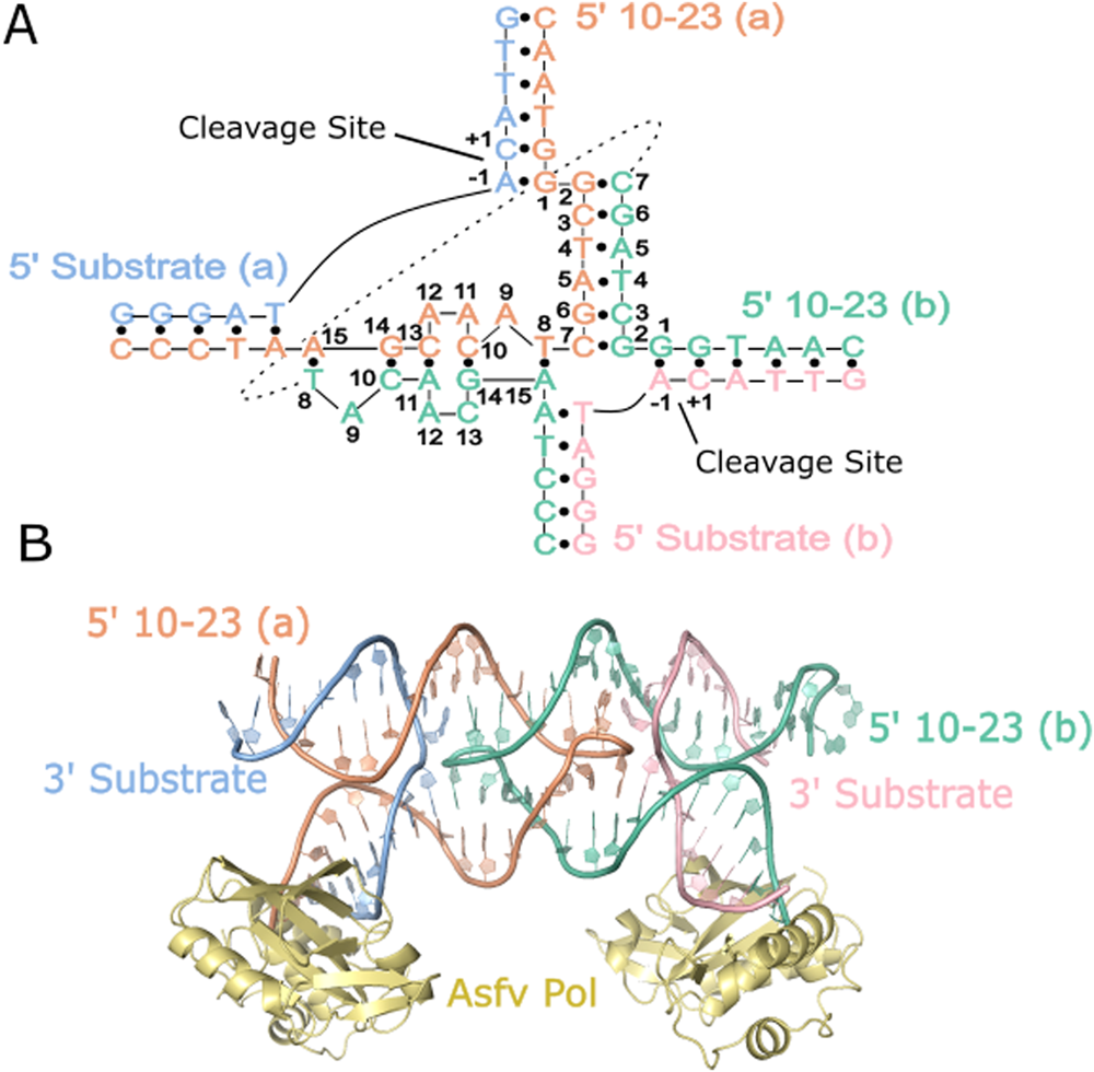 Fig. 2: The crystal structure of the 10-23 DNAzyme forms a homodimer.