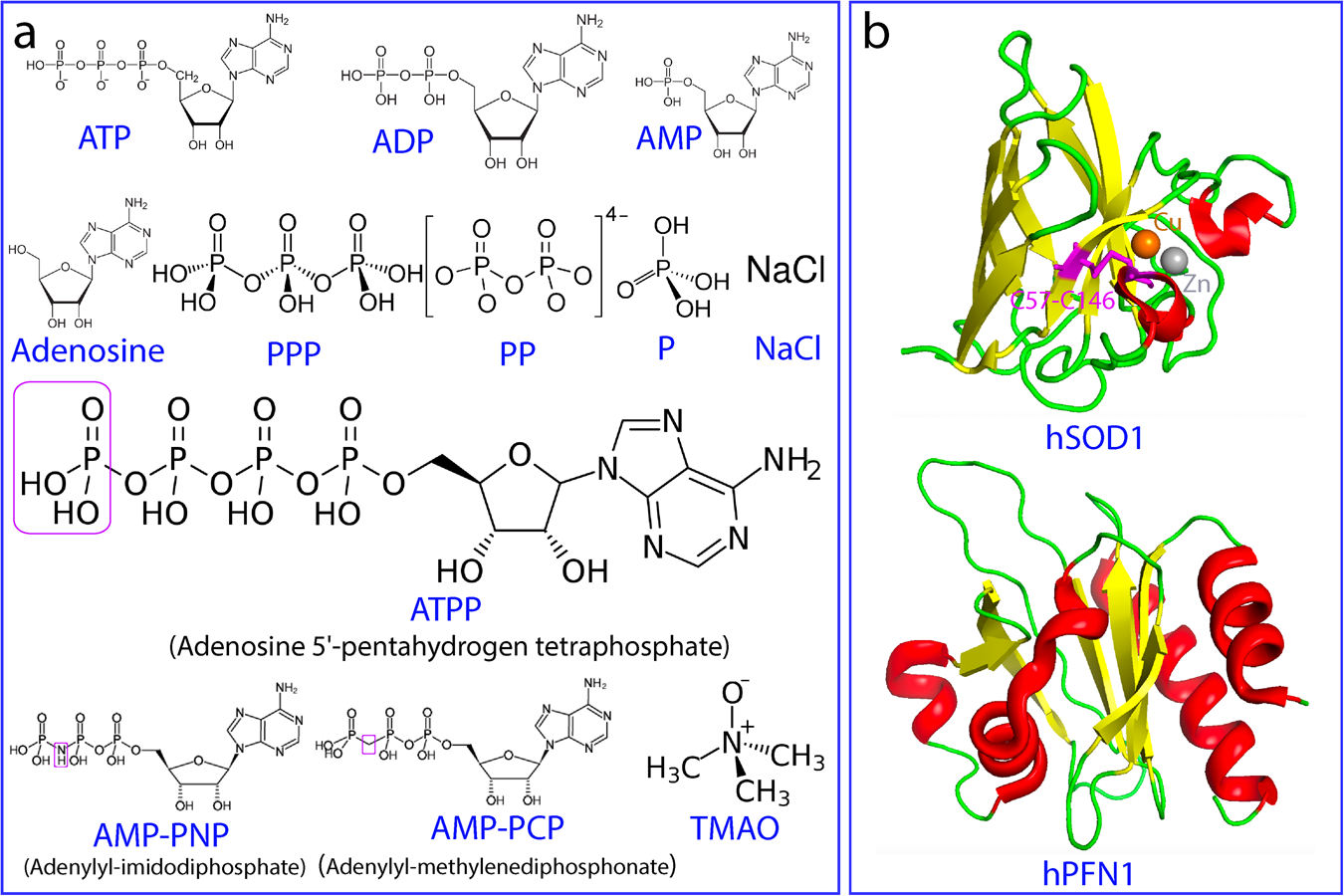 ATP induces folding of ALS-causing C71G-hPFN1 and nascent hSOD1 | Communications Chemistry da-form-4836
