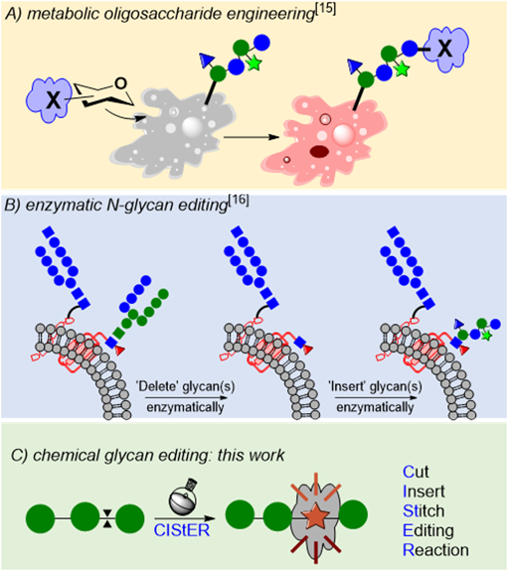 Fig. 1: Techniques for Glycan editing.