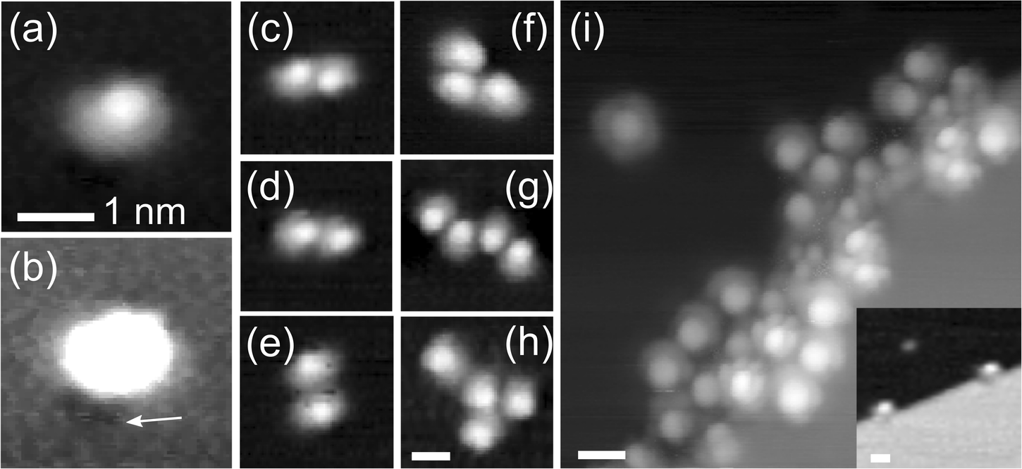 Fig. 3: Immobilized molecules.