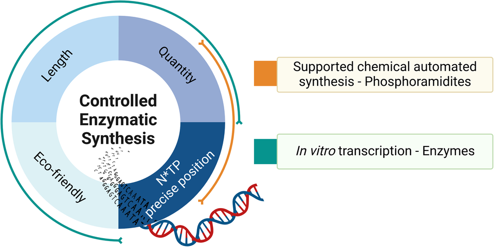 Controlled enzymatic synthesis of oligonucleotides 