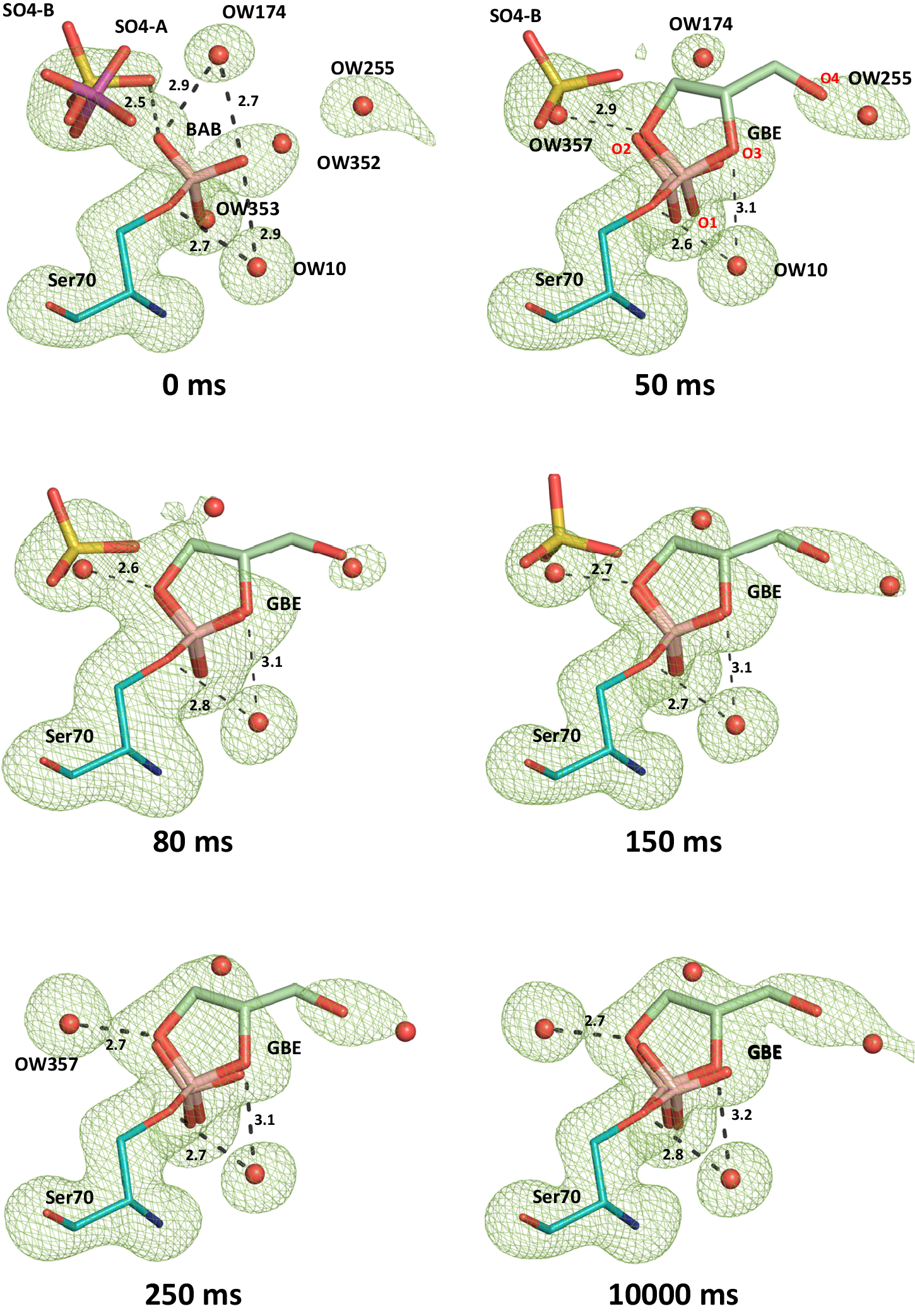 Fig. 4: Time-resolved structures for the subsequent esterification of bound boric acid with glycerol in the active site of CTX-M-14.