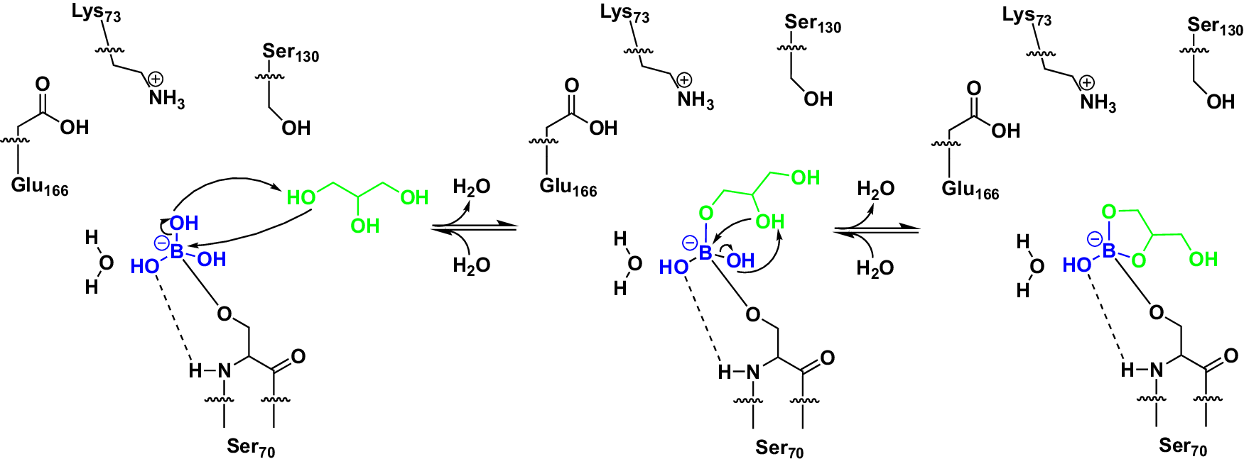Fig. 8: Proposed reaction pathway of the esterification of glycerol (green) with boric acid bound to CTX-M-14.