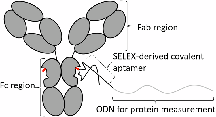 Fig. 1: Proposed antibody-DNA conjugates mediated by covalent aptamers.