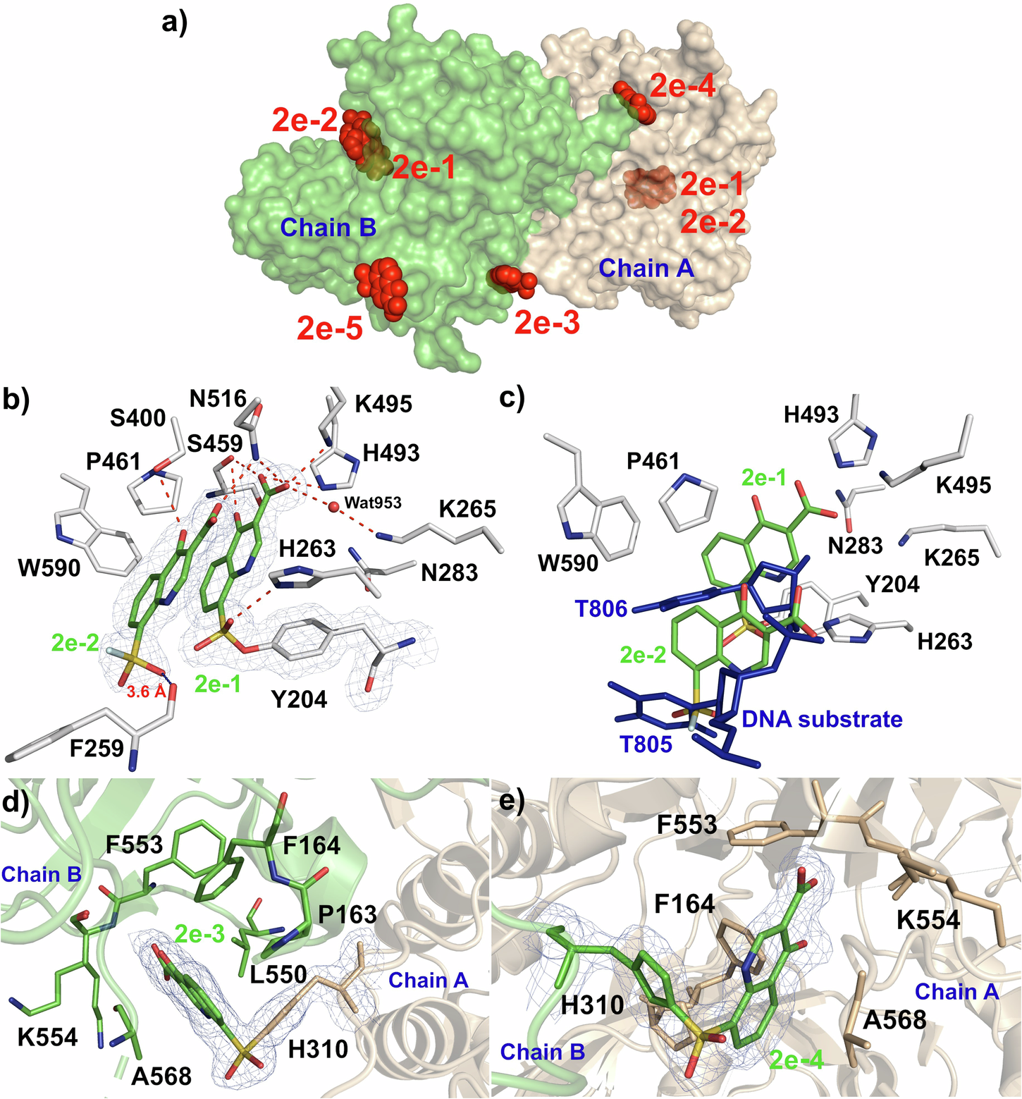 Fig. 5: Structures of TDP1 bound to the 8-fluorosulfonyl quinolone 2e molecules (PDB code: 8UV1).