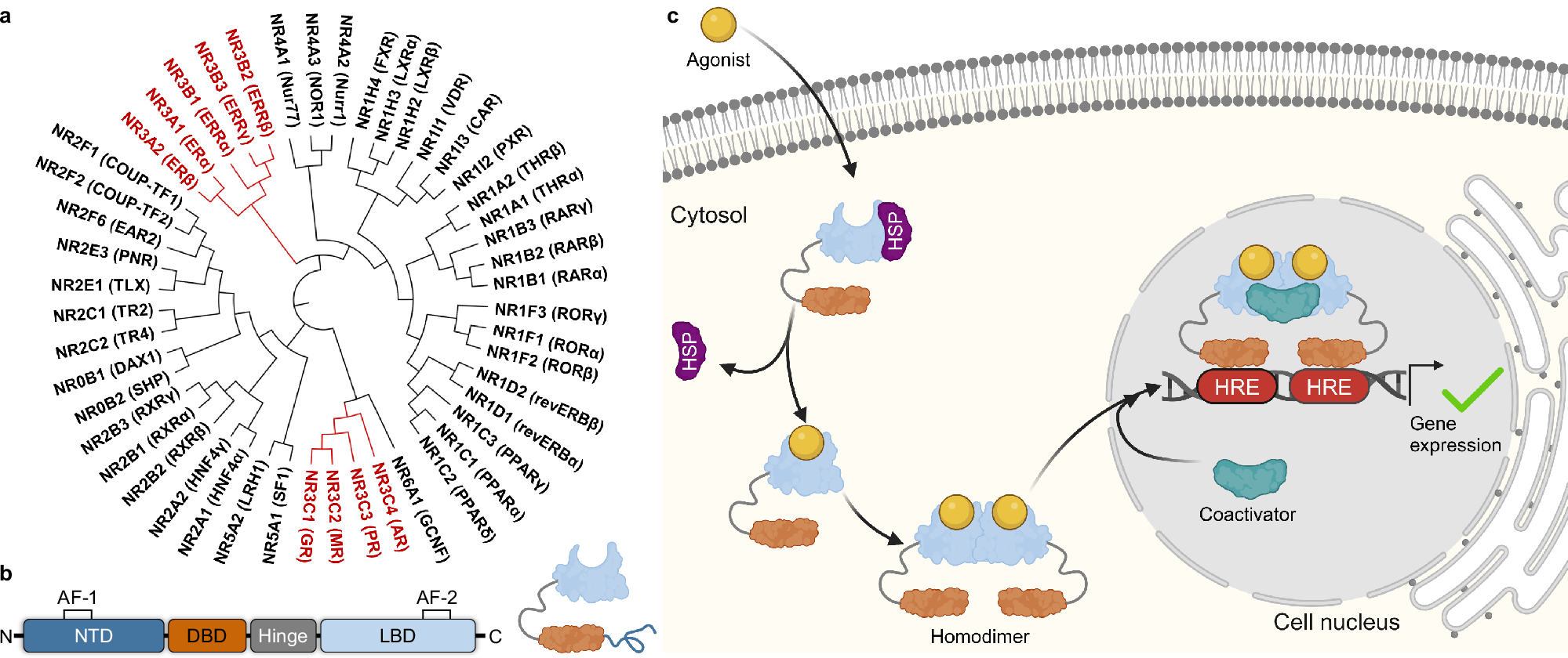 Fig. 1: Structure and function of NR3 receptors.