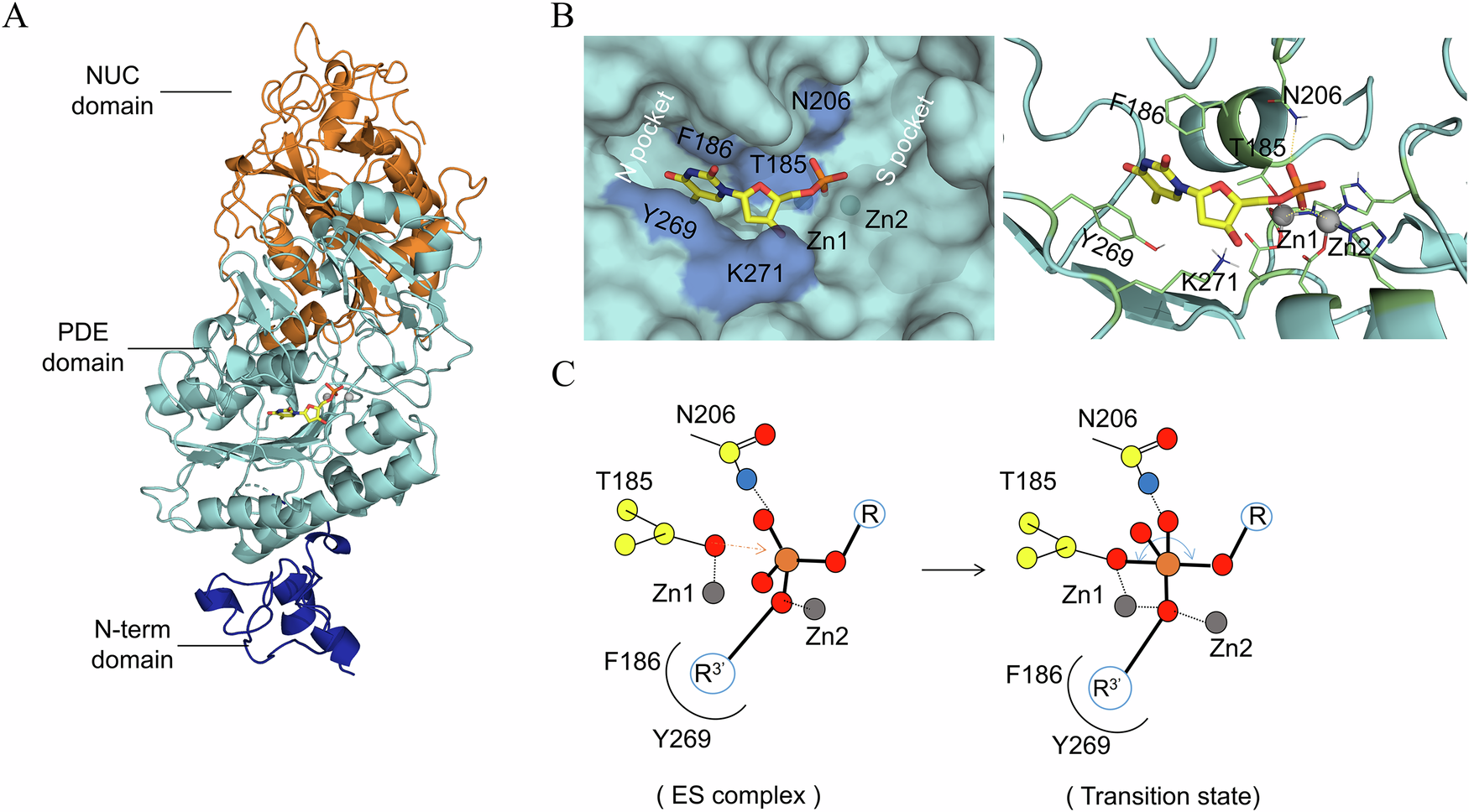 Fig. 1: The crystal structure, active site and hypothesized catalytic mechanism of snake venom phosphodiesterase (VPD).