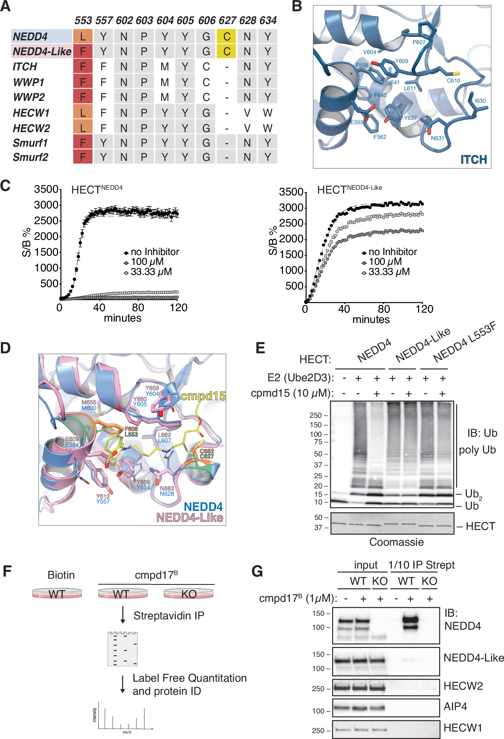Fig. 4: The inhibitor binding pocket is unique among NEDD4 family members.