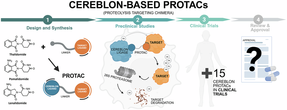 Synthesis, biological evaluation and clinical trials of Cereblon-based PROTACs