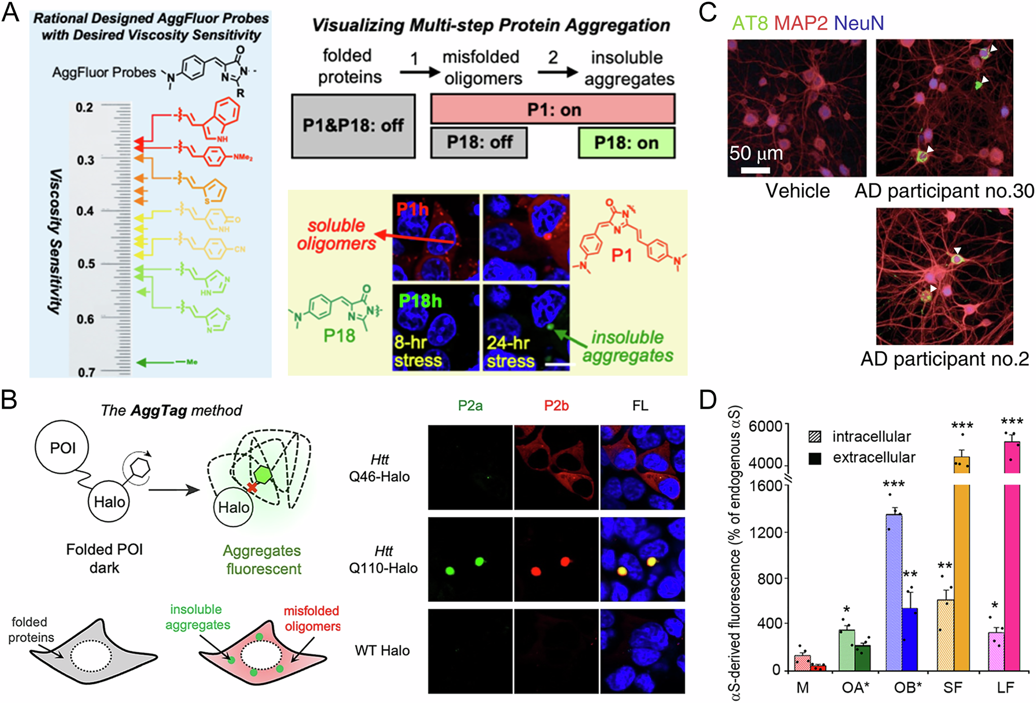 Fig. 6: Monitoring protein aggregates in cells by confocal microscopic images.