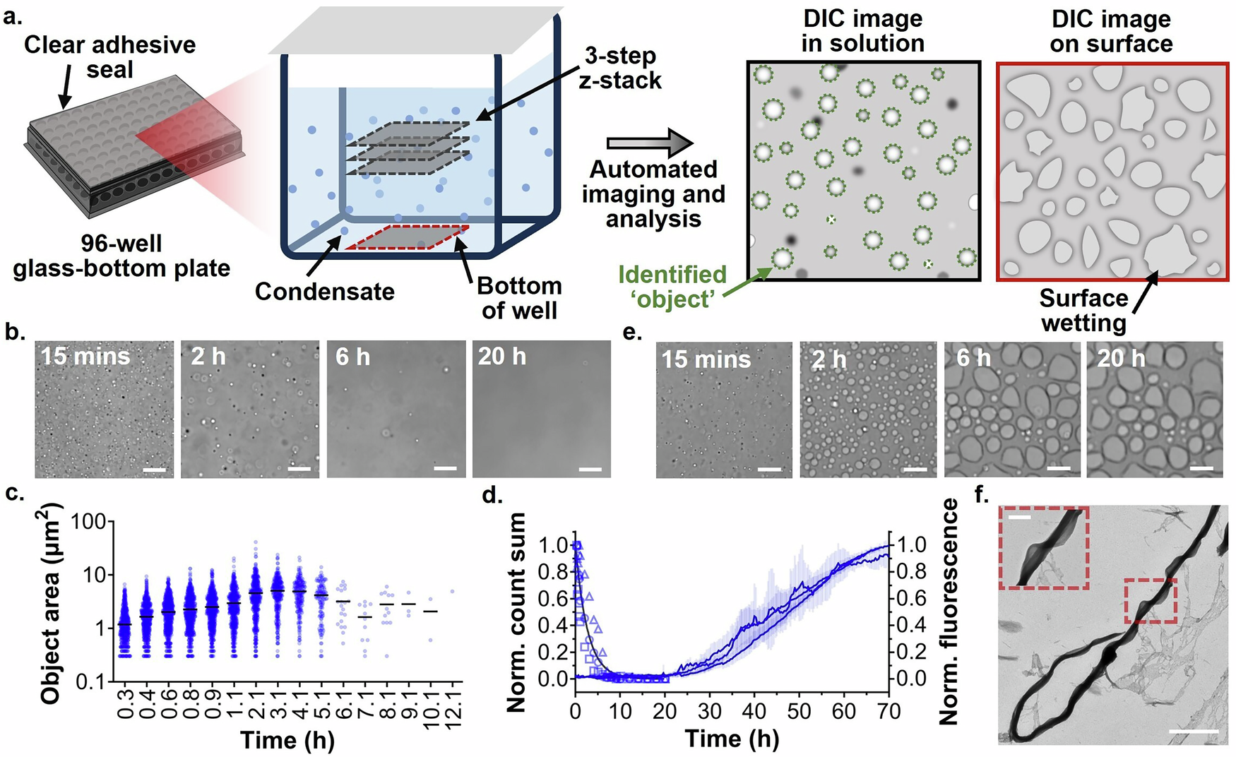 Fig. 1: Condensate and amyloid formation of FL α-syn under phase separation conditions.