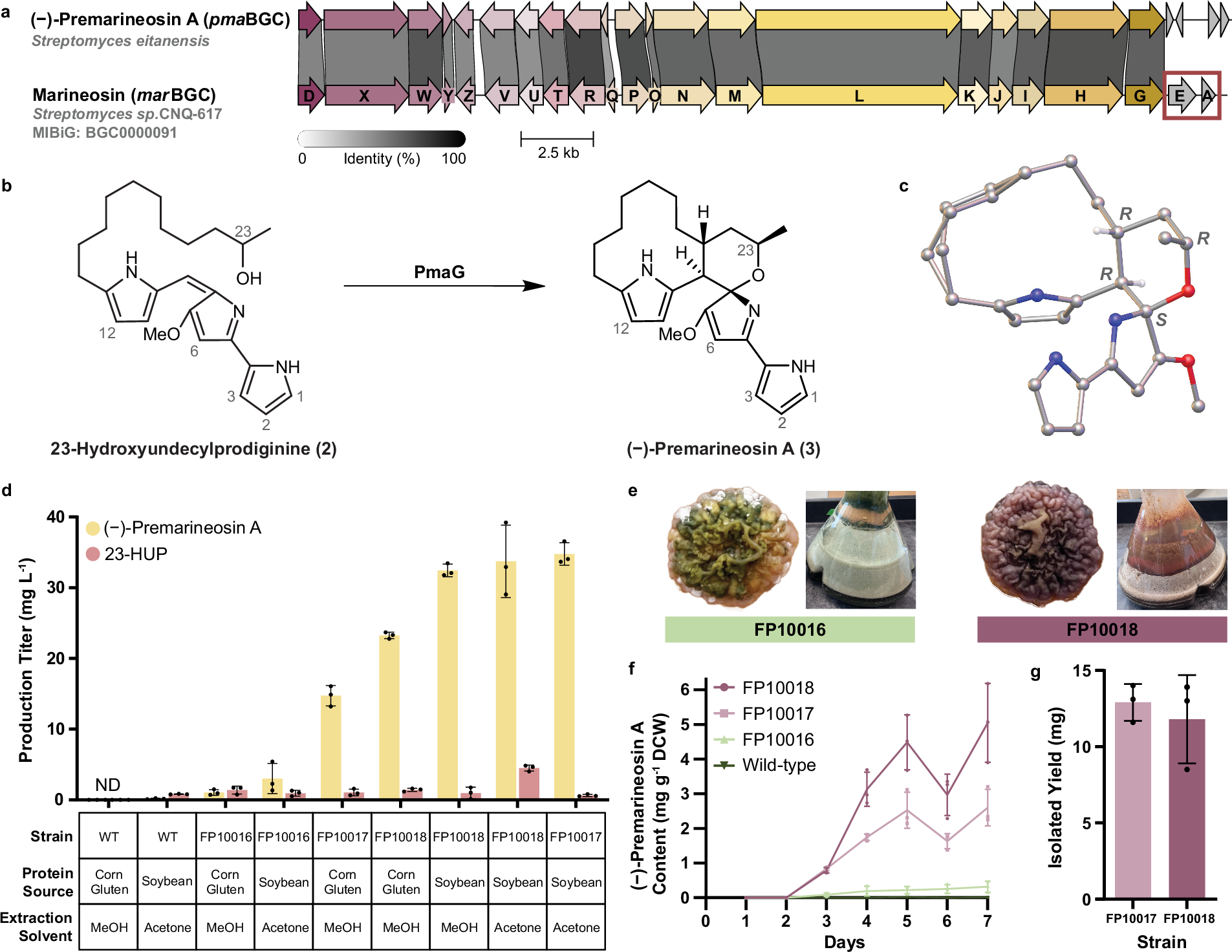 Fig. 1: Metabolic engineering of S. eitanensis enhanced (−)-premarineosin A (3) production.
