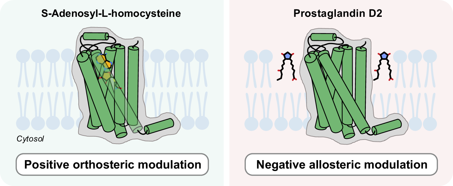 Fig. 5: MIDAS screening enables the discovery of orthosteric and allosteric metabolite binders to A2AR.