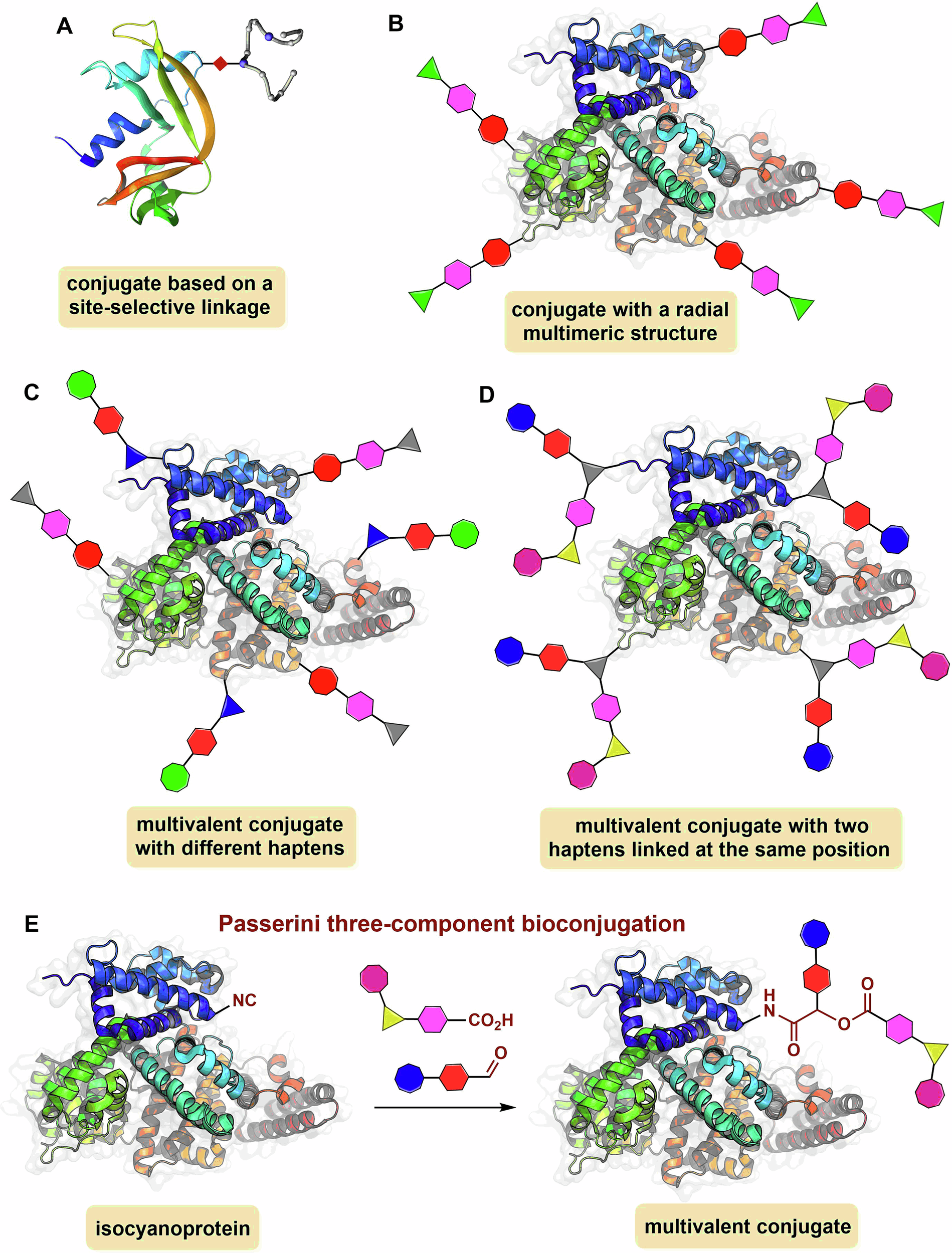 Fig. 1: Representative examples of protein conjugates.