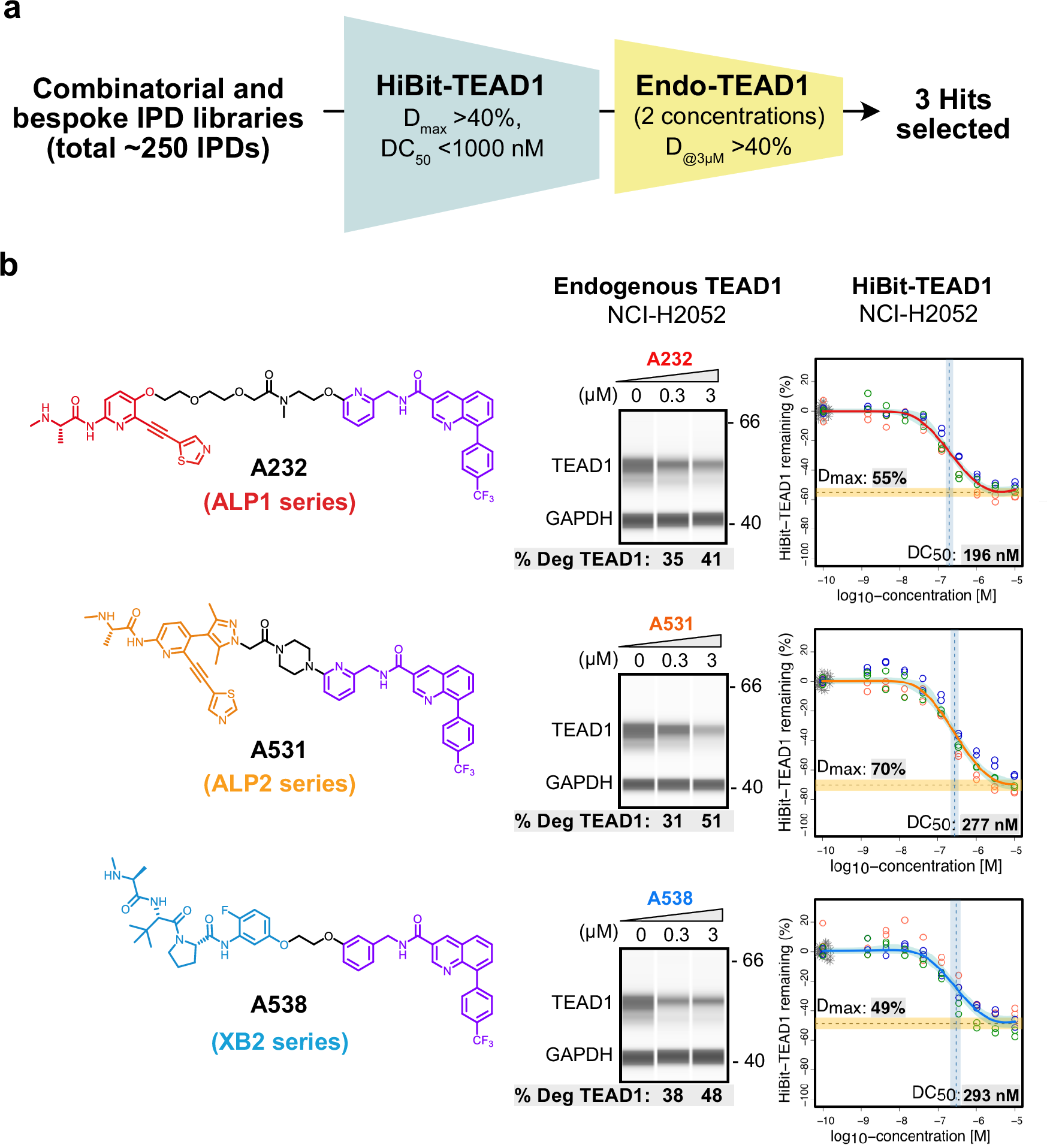 Fig. 2: Screening of TEAD IPD library and hit identification.