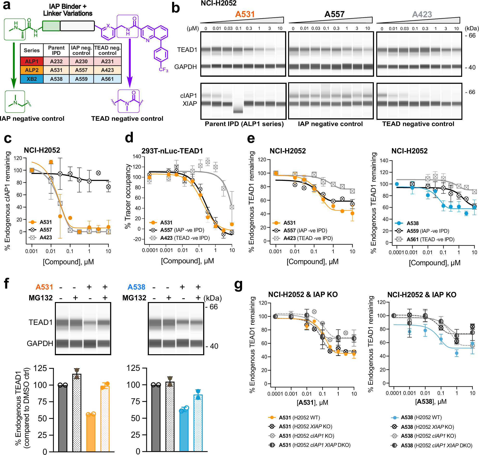 Fig. 3: Endogenous TEAD1 degradation profiling of IPD hits and negative controls.