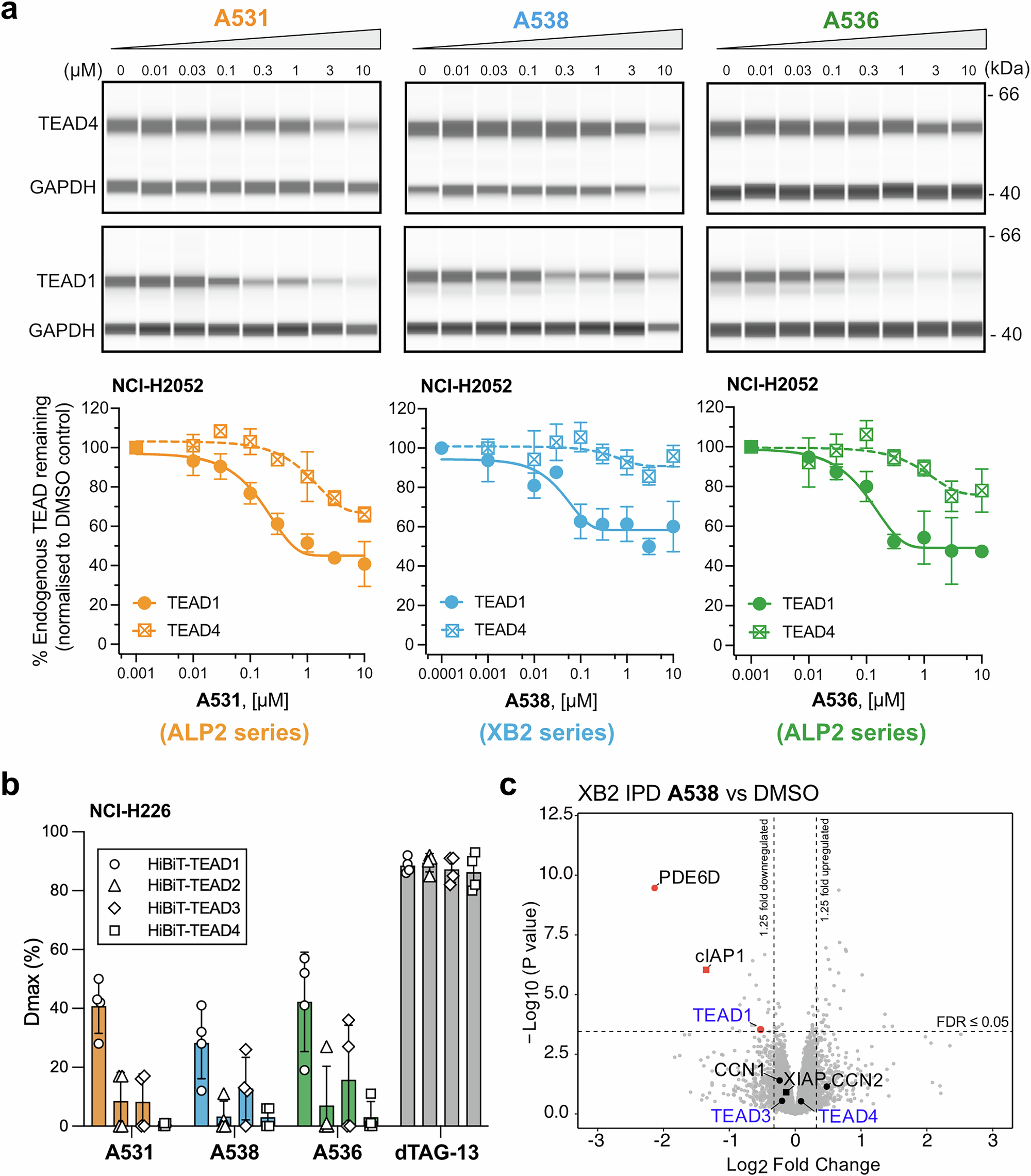 Fig. 6: Specificity of endogenous TEAD degradation by IPDs.