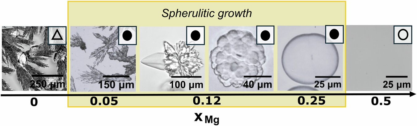 Fig. 2: Microscopic images of precipitated sodium sulfate crystals at different molar fractions of Mg.